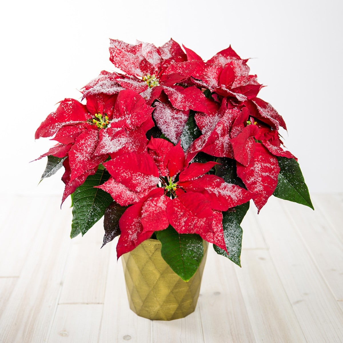 Oasis Multicolor Poinsettia in 2-Quart Pot in the Annuals department at ...