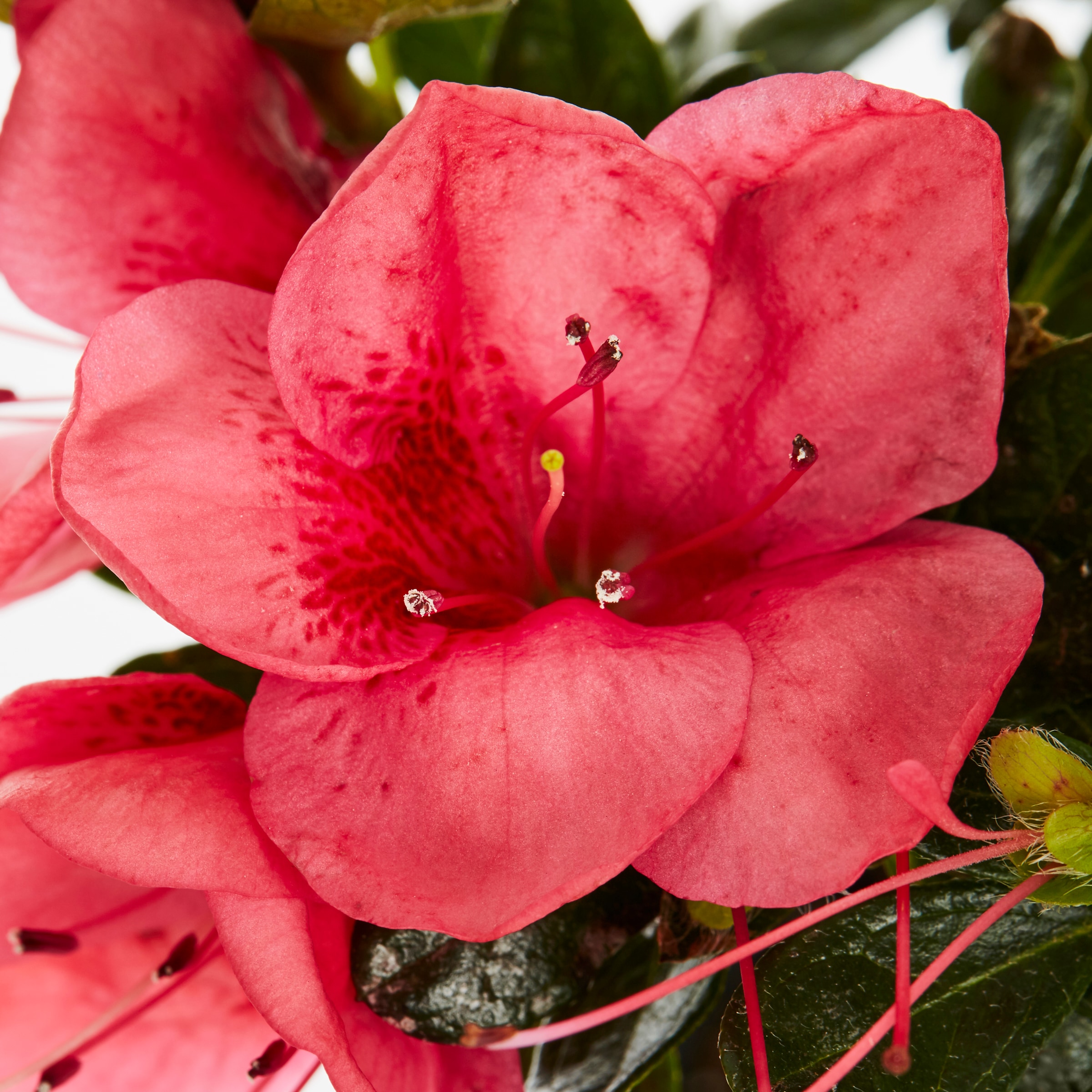 Multicolor Assorted Azalea Flowering Shrub in  Pot in the Shrubs  department at 