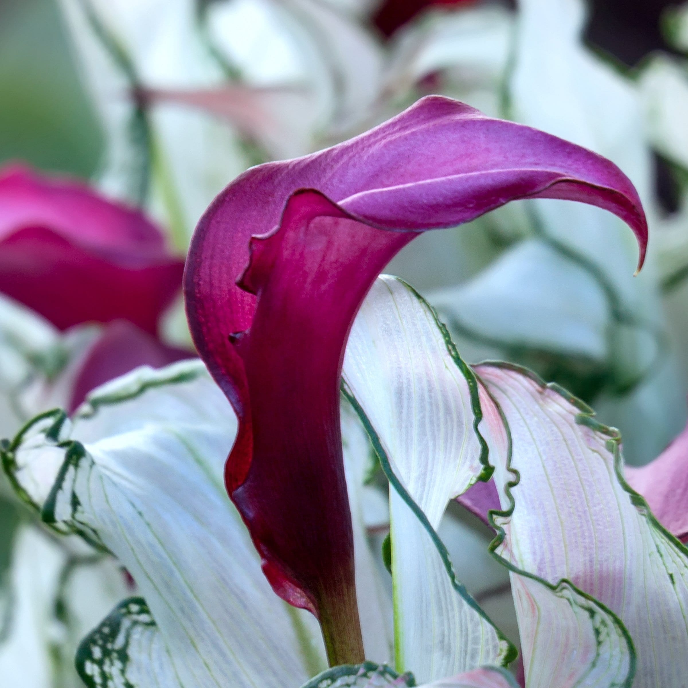 National Plant Network LW1969 White Calla Lily Frozen Queen Plant in 1 -Gallon Pot 1 -Pack
