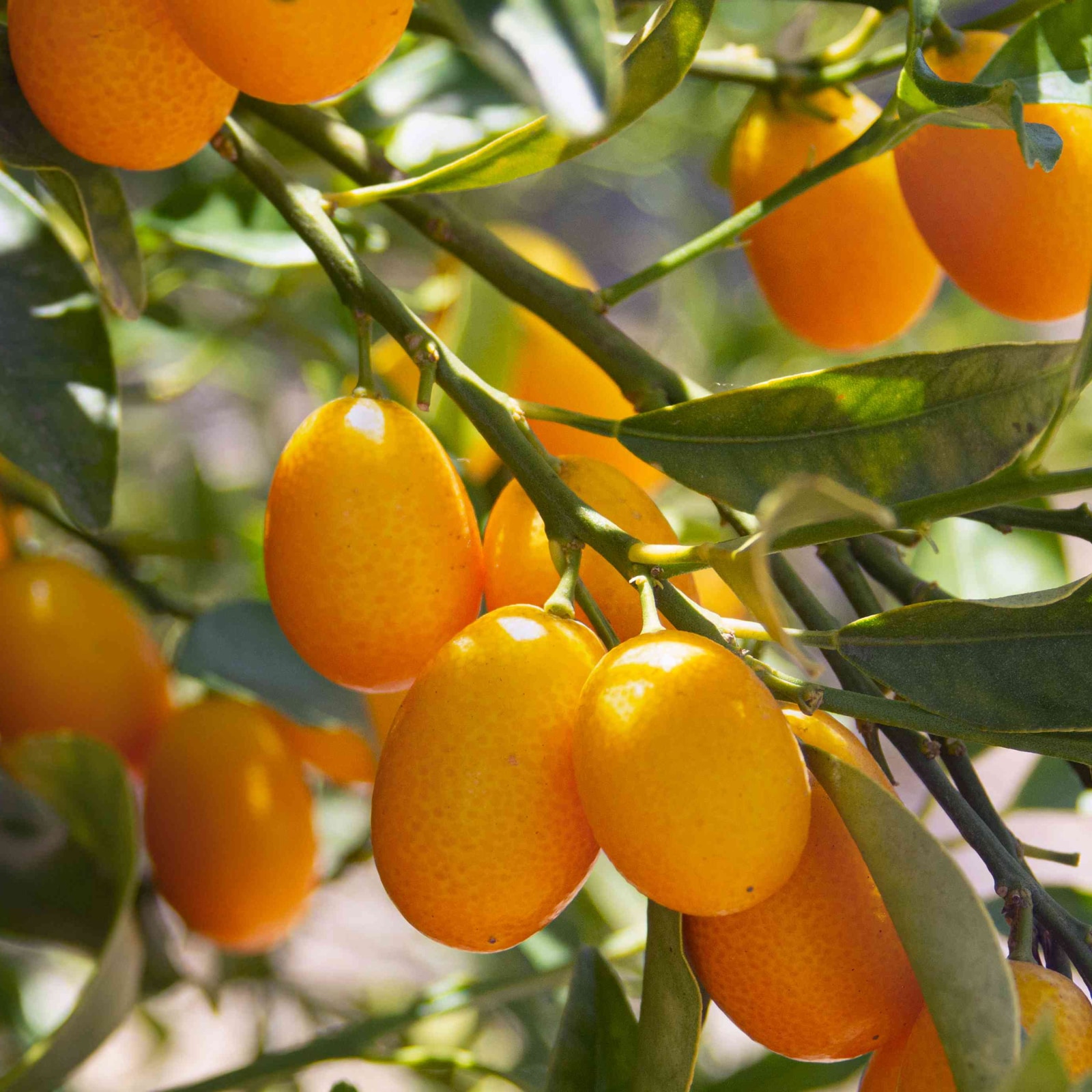 Lowe's Kumquat Plant in the Fruit Plants department at Lowes.com