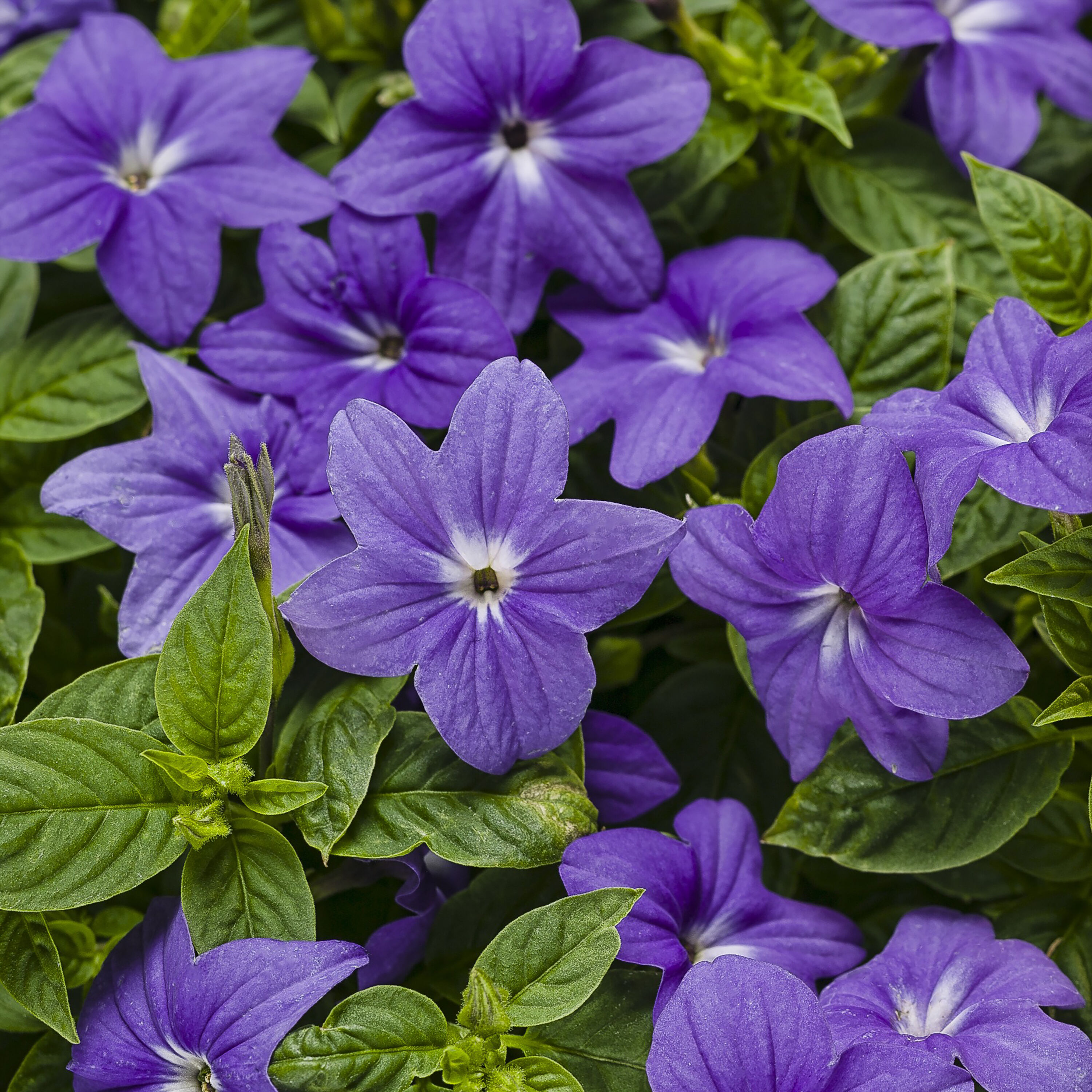 Browallia Plants, Bulbs & Seeds at Lowes.com