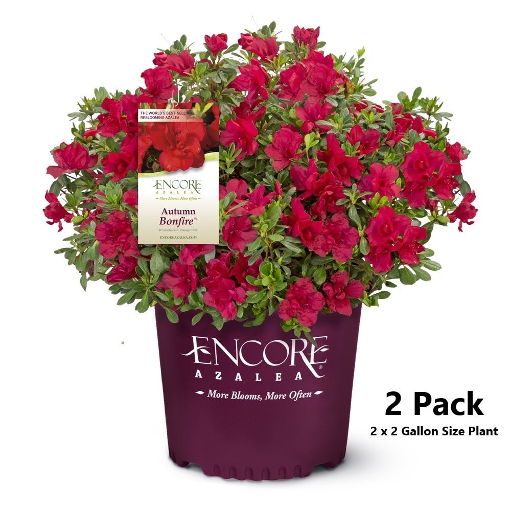 Encore Azalea 80372-2 Autumn Bonfire Azalea Flowering Shrub in 2 -Gallon Pot 2.0 -Pack with Red Blooms