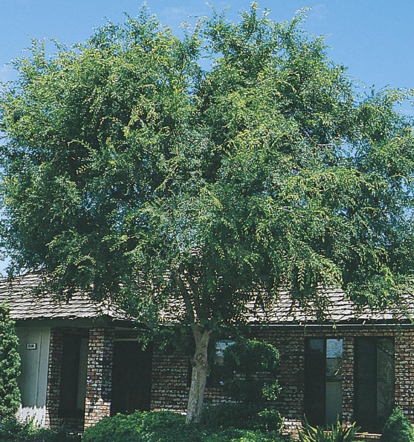 Lowe's ULMPAS0045 45.28 -Gallon White Shade Lace Bark/Chinese Elm In pot (with soil)