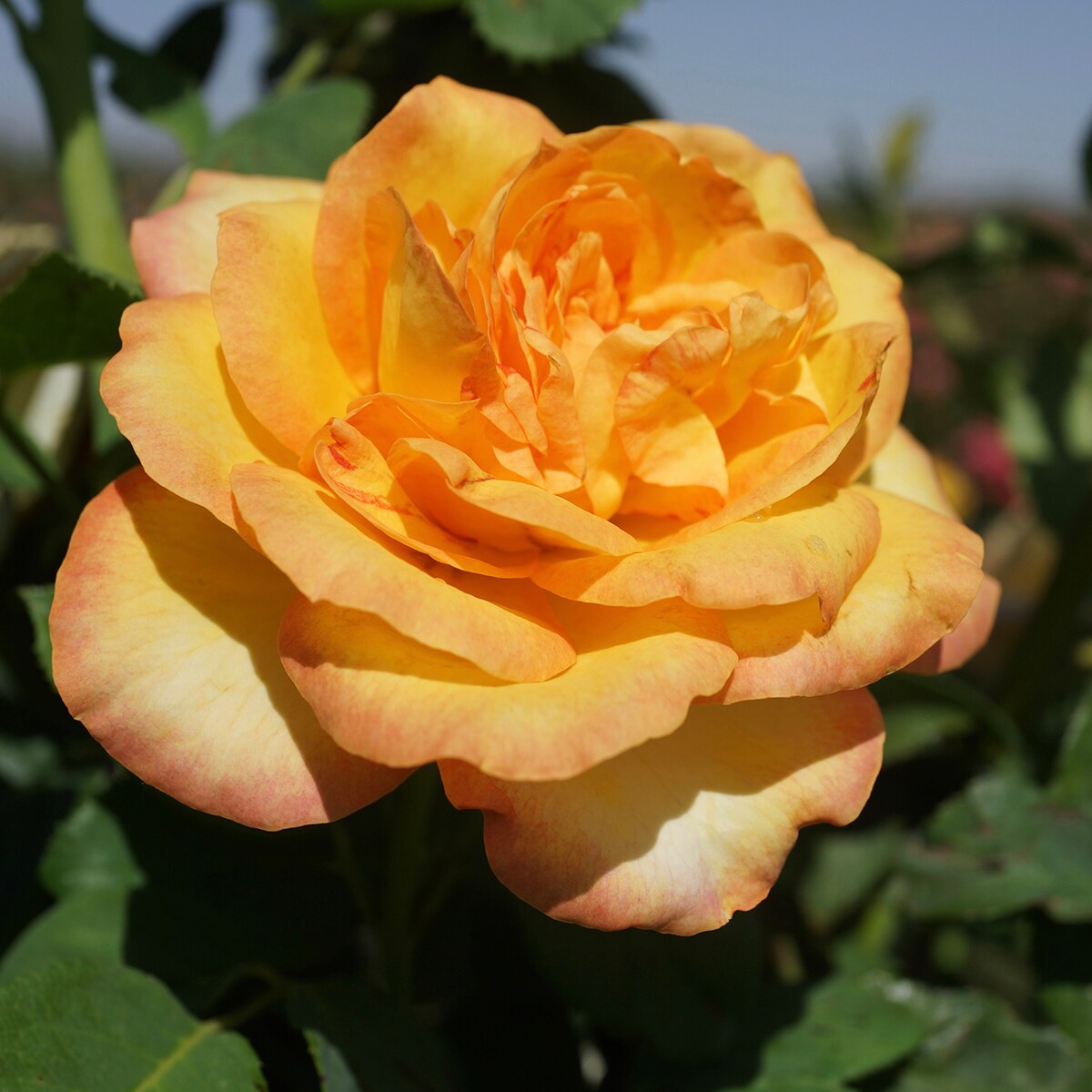 Yellow Rose Buds  Braman's Wanderings