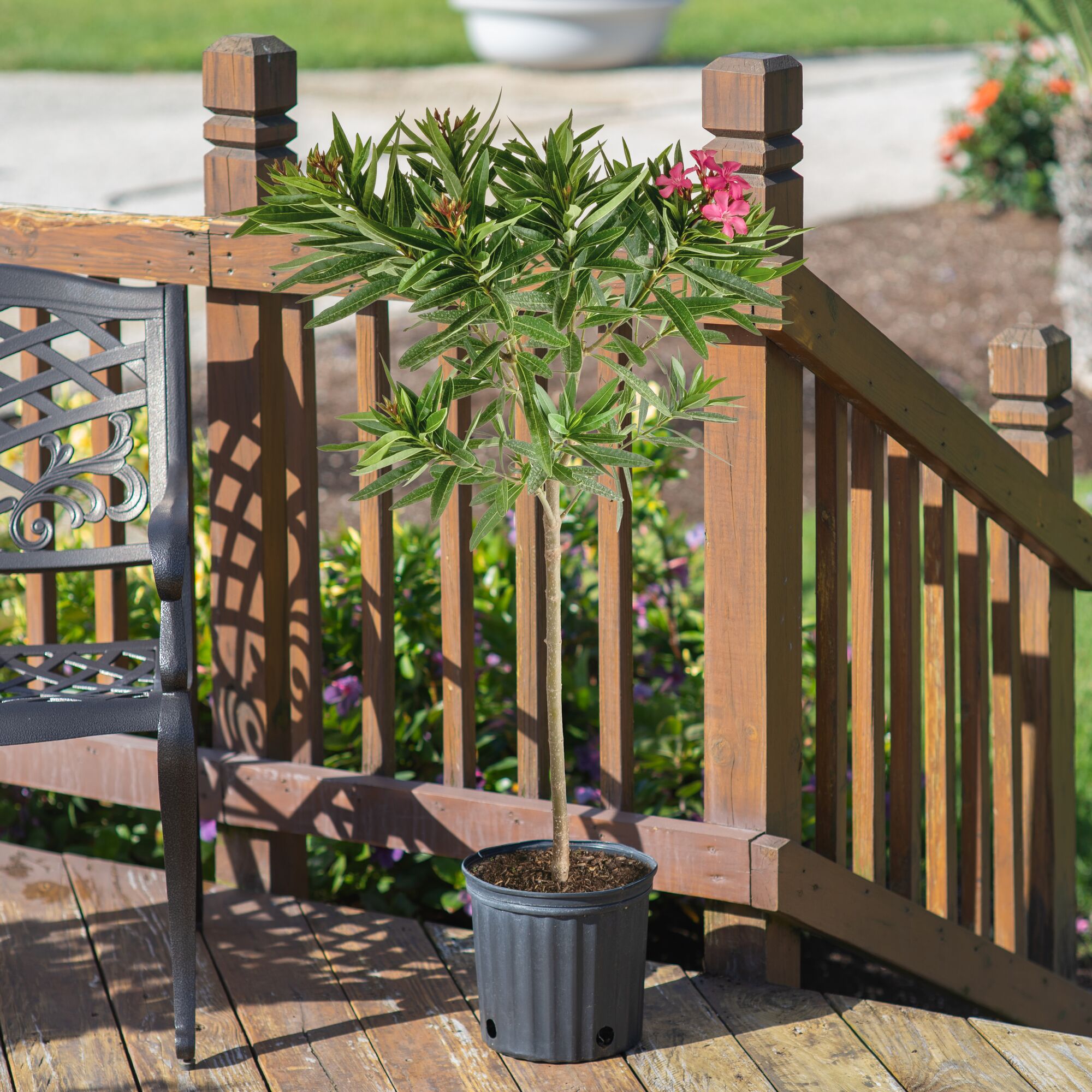 Costa Farms L-OLS-G-POT-01-LW shrubs - View #2