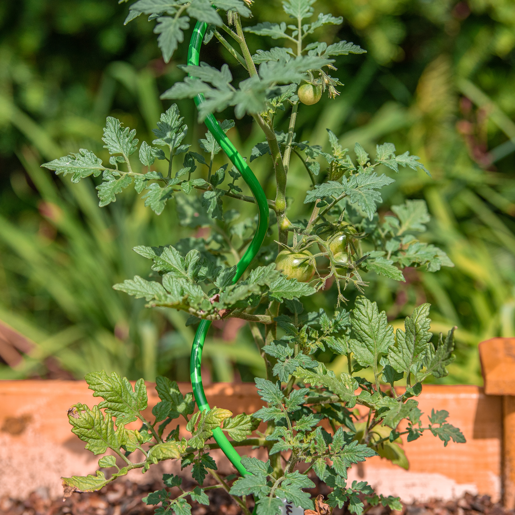 Gardener's Blue Ribbon 901267GR6 Tomato-Cages - View #4