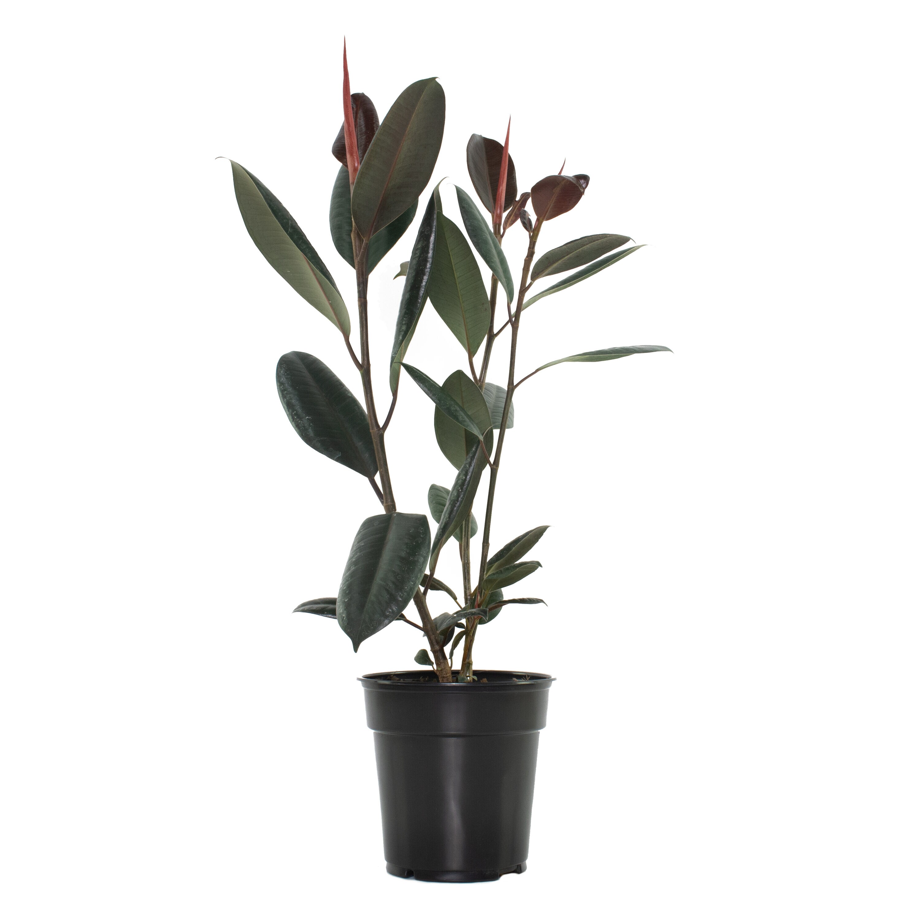 National Plant Network LW1228 Burgundy Ficus House plant in 10 Inch(es) Pot 1.0 -Pack