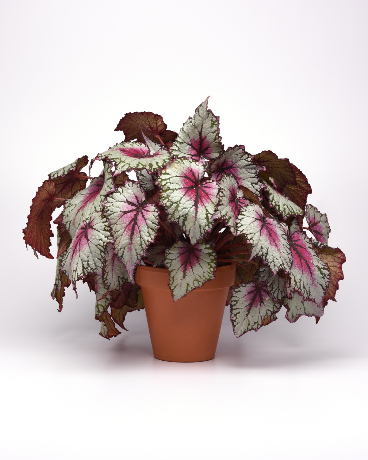 National Plant Network Begonia House Plant in 6-in Pot in the House ...