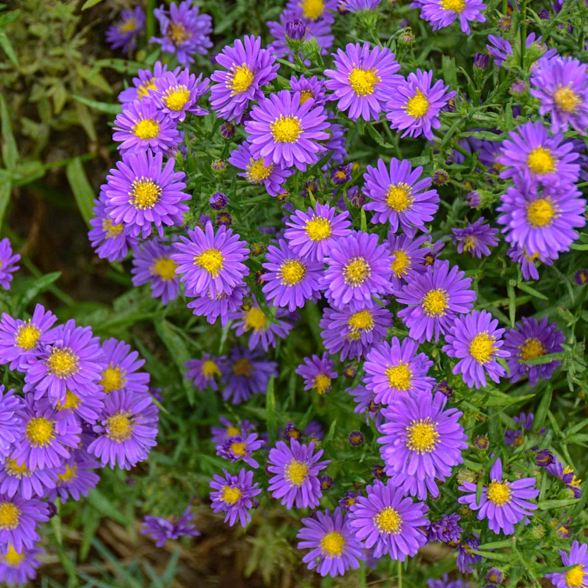 Spring Hill Nurseries 85521 perennials - View #2