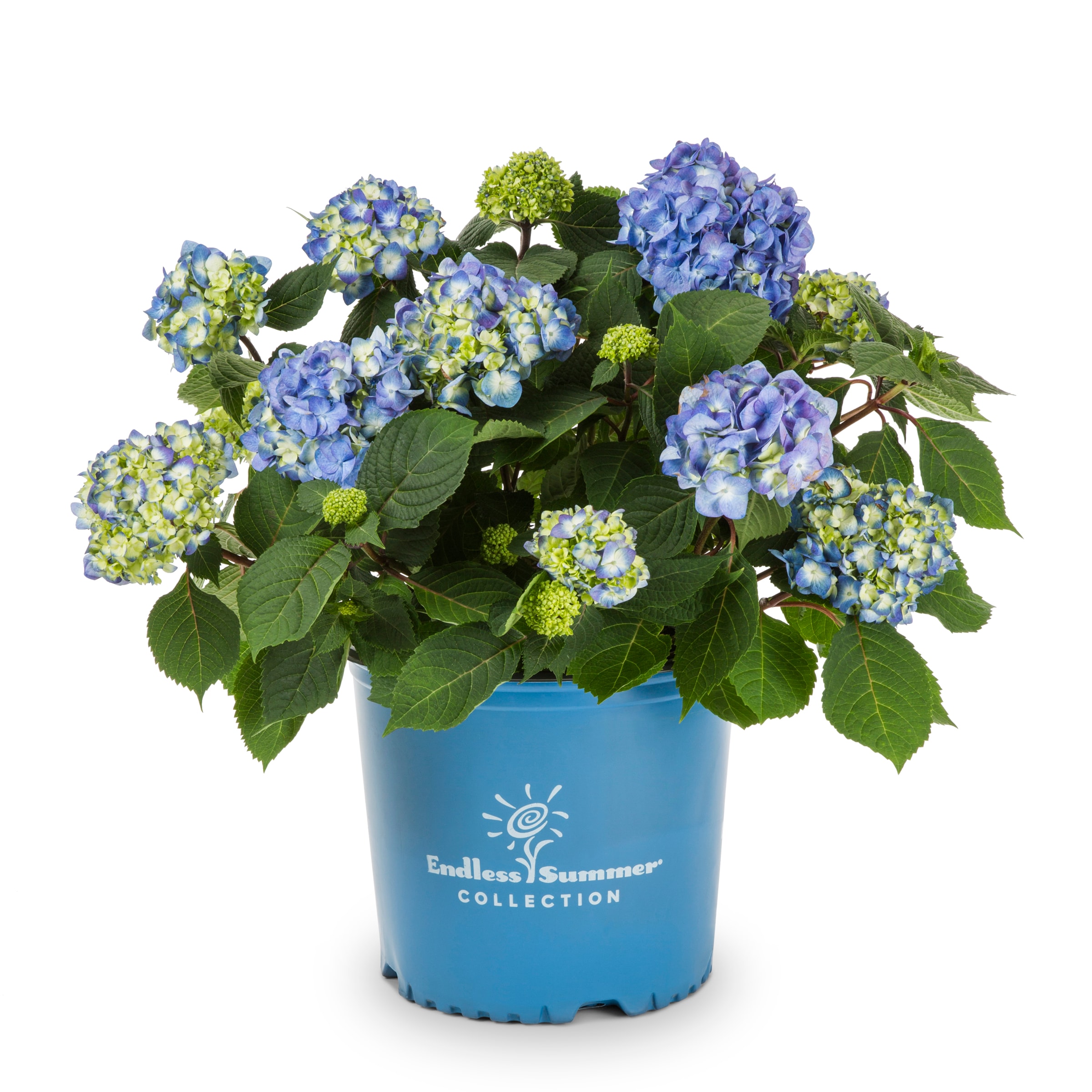 Metrolina Greenhouses 78713 Hydrangea Flowering Shrub in 1 -Gallon Pot 1.0 -Pack with Blue Blooms