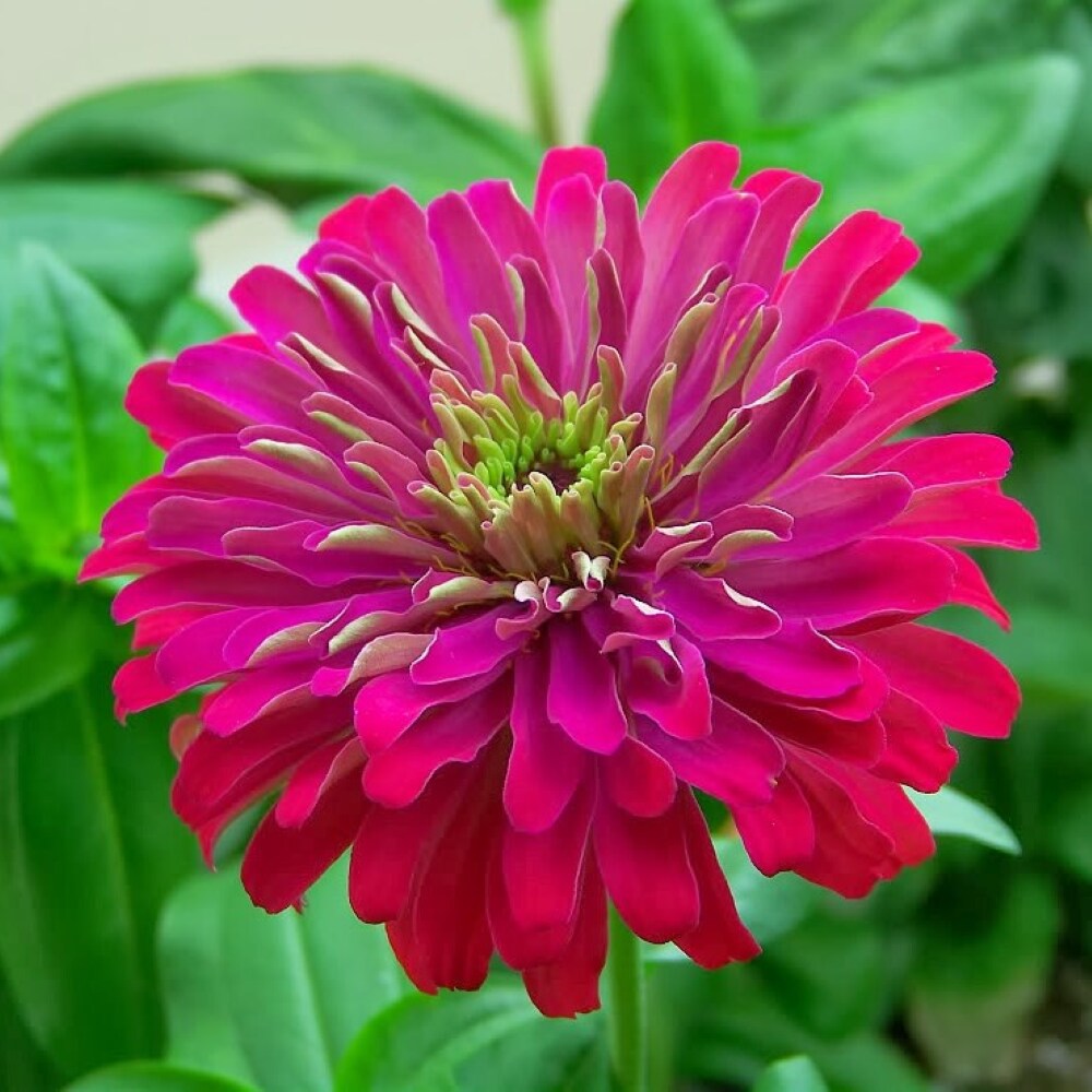 Lowe's NURSERY annuals - View #3