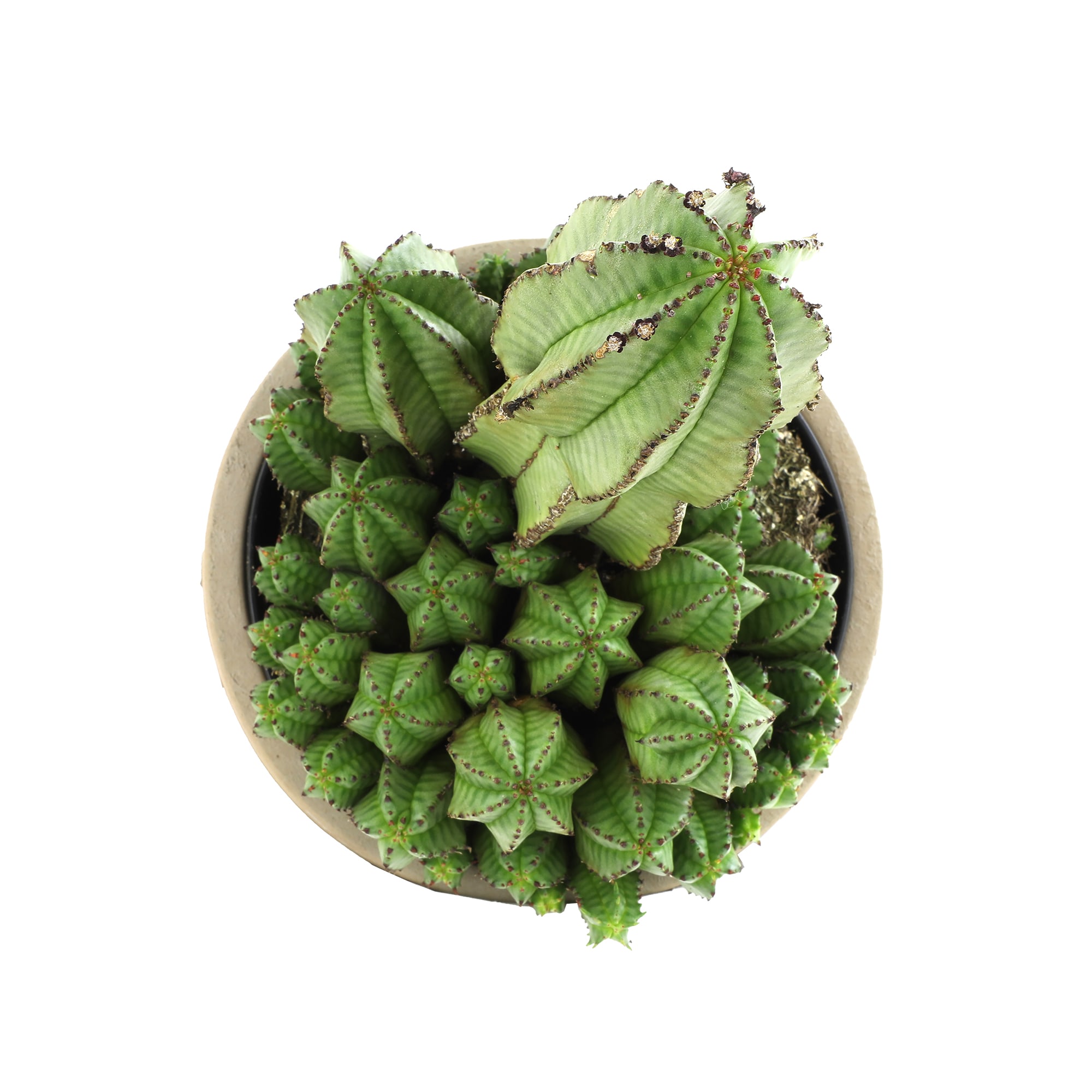 Altman Plants 0872977 Cacti-Succulents - View #2