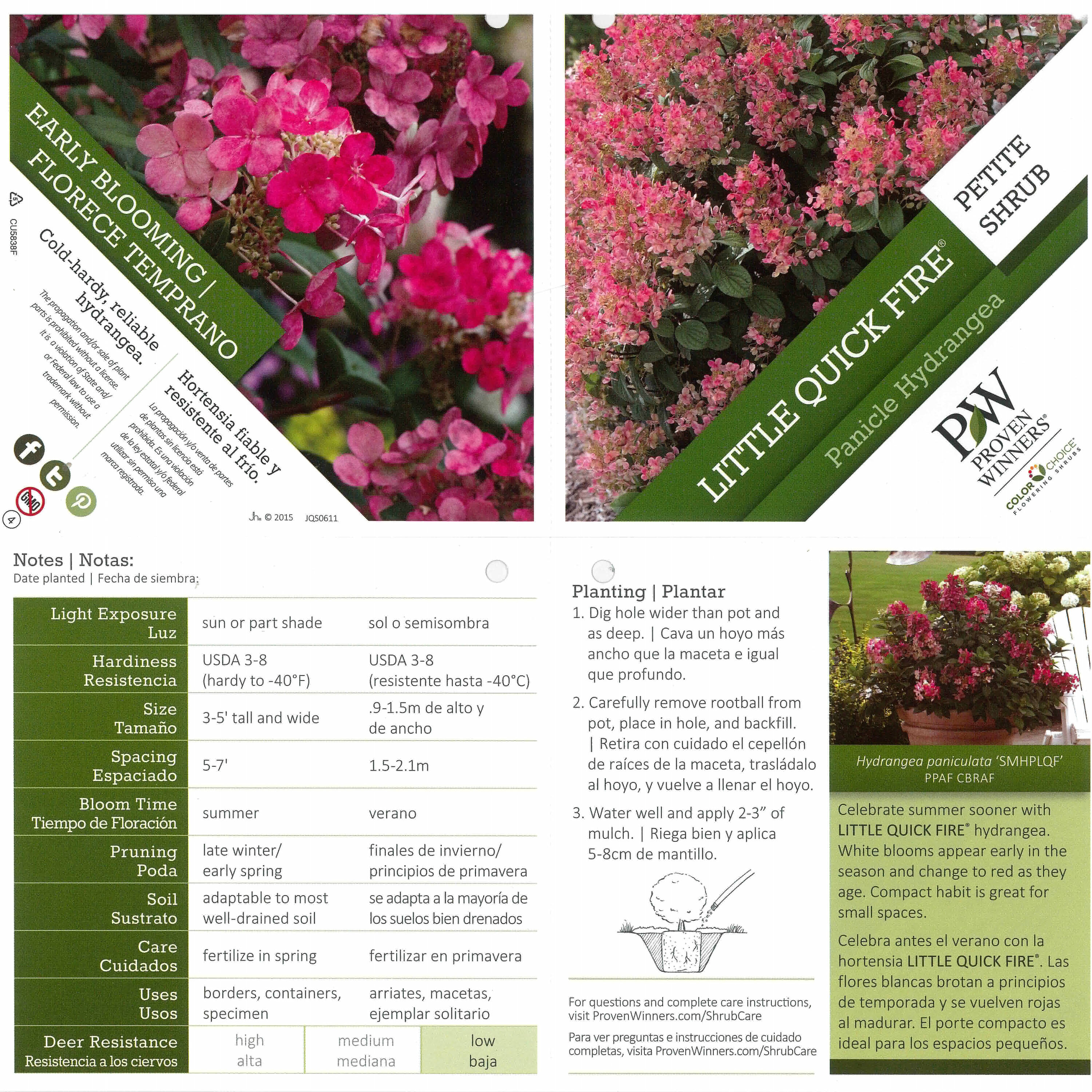 Proven Winners Multicolor Little Quick Fire Panicle Hydrangea