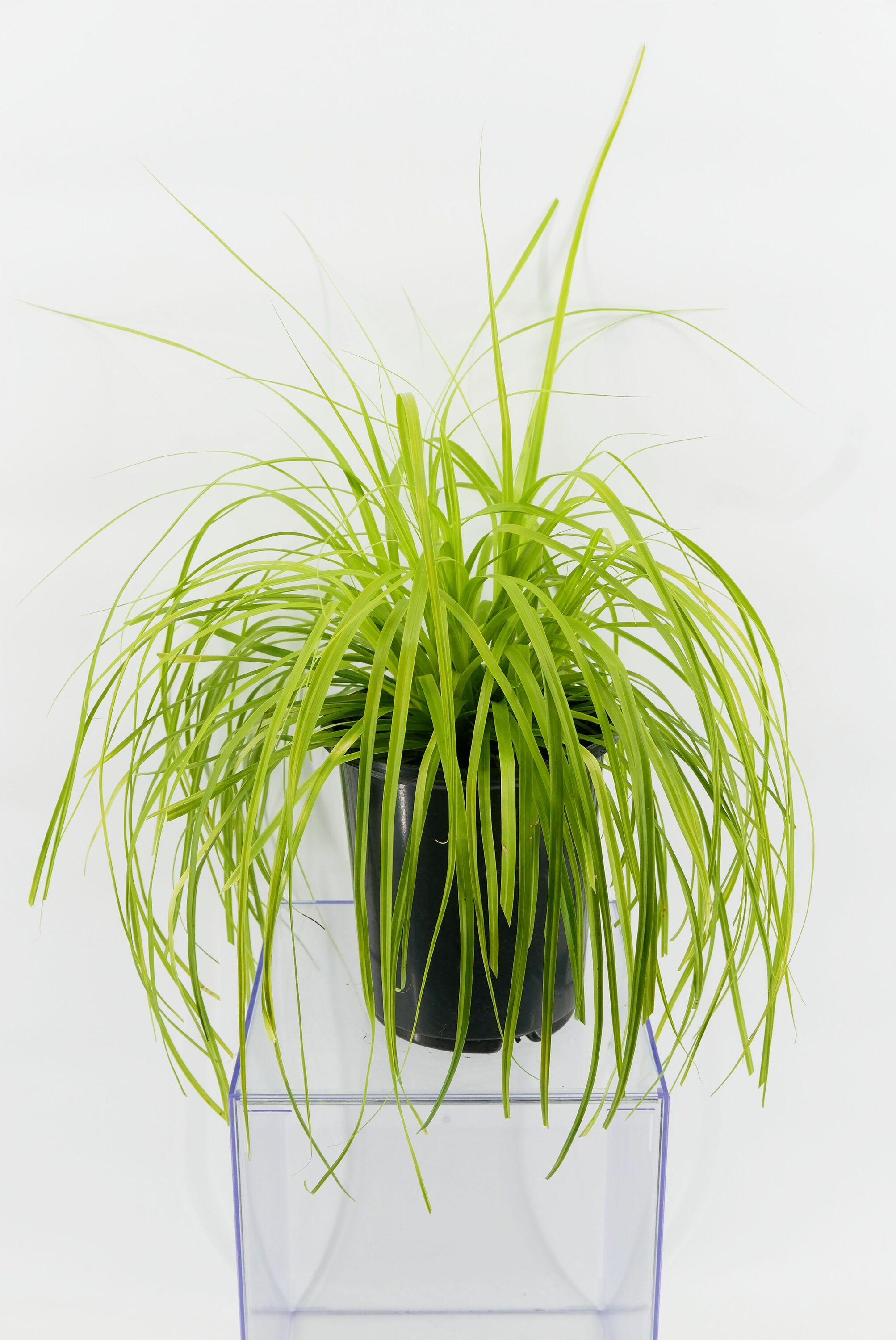 1164 Sedge Grass Plant in -Quart Pot 1.0 -Pack