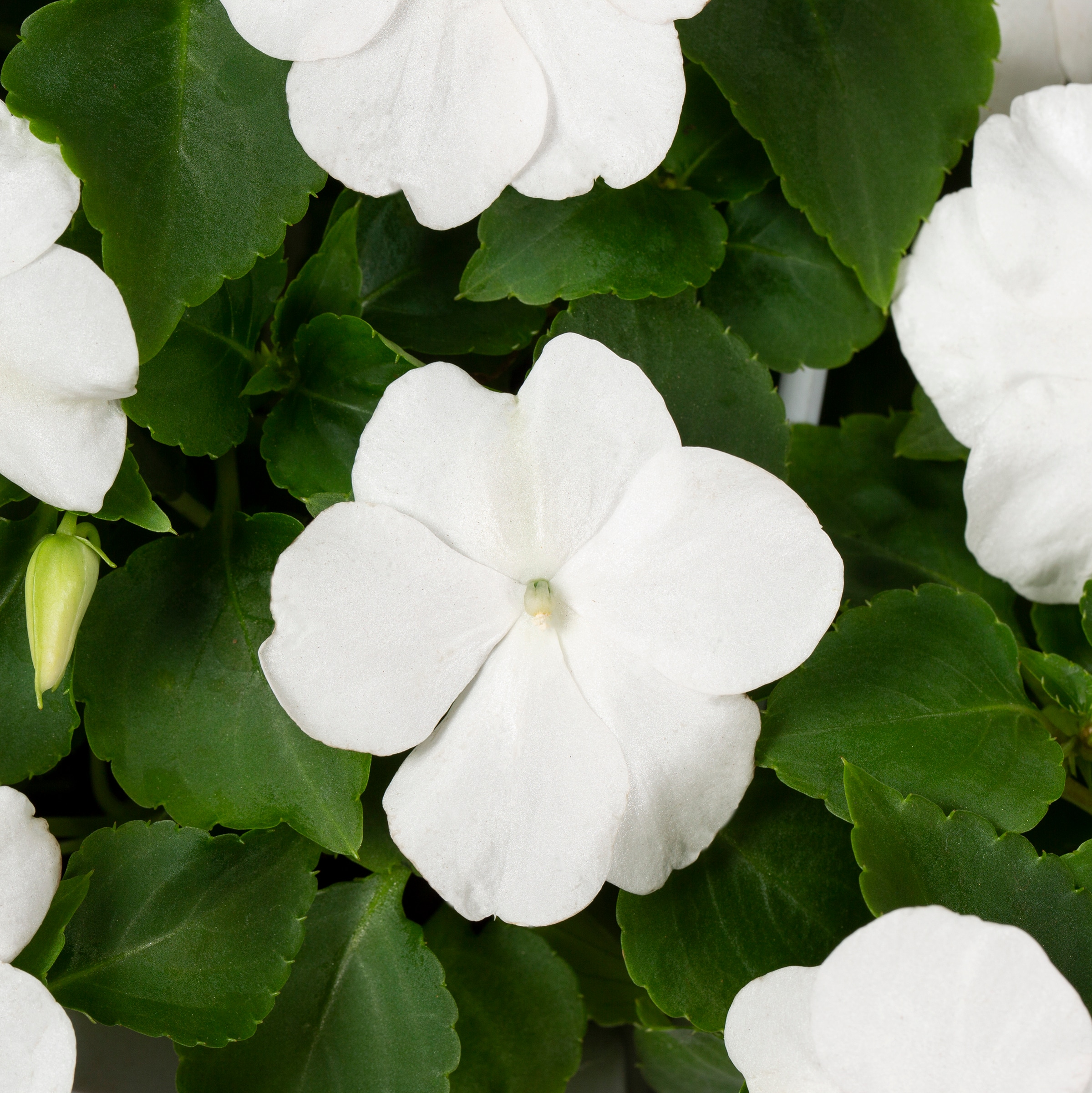 Lowe's 162547 annuals - View #4