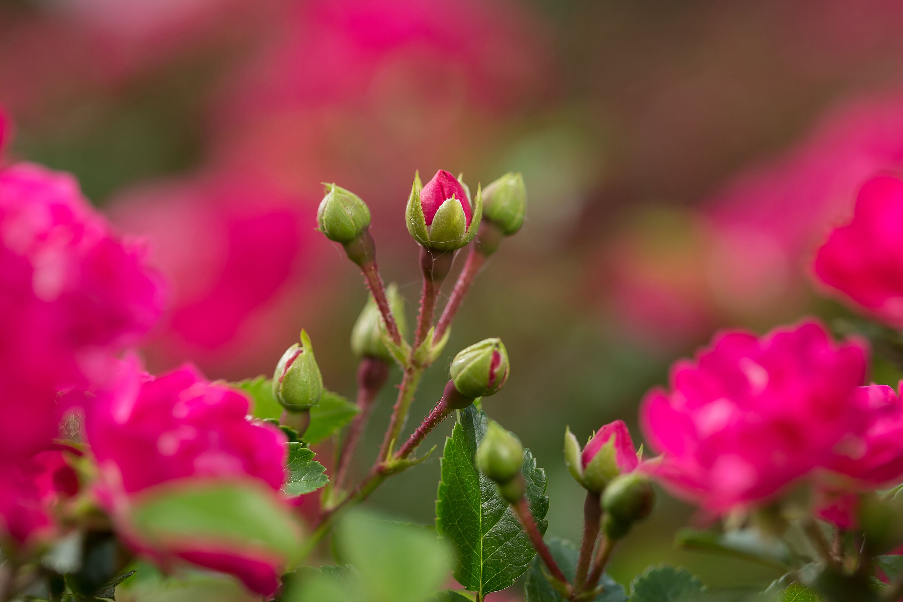Lowe's NURSERY roses - View #8