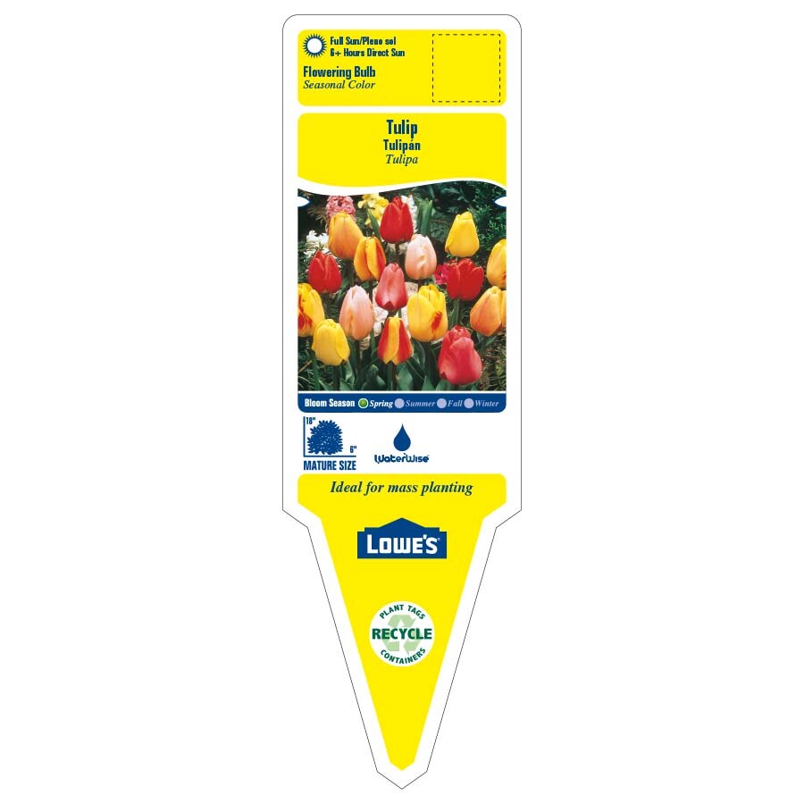 Lowe's Multicolor Daffodil Bulbs (L17330) Pot 2.5-Quart in the Plant Bulbs  department at