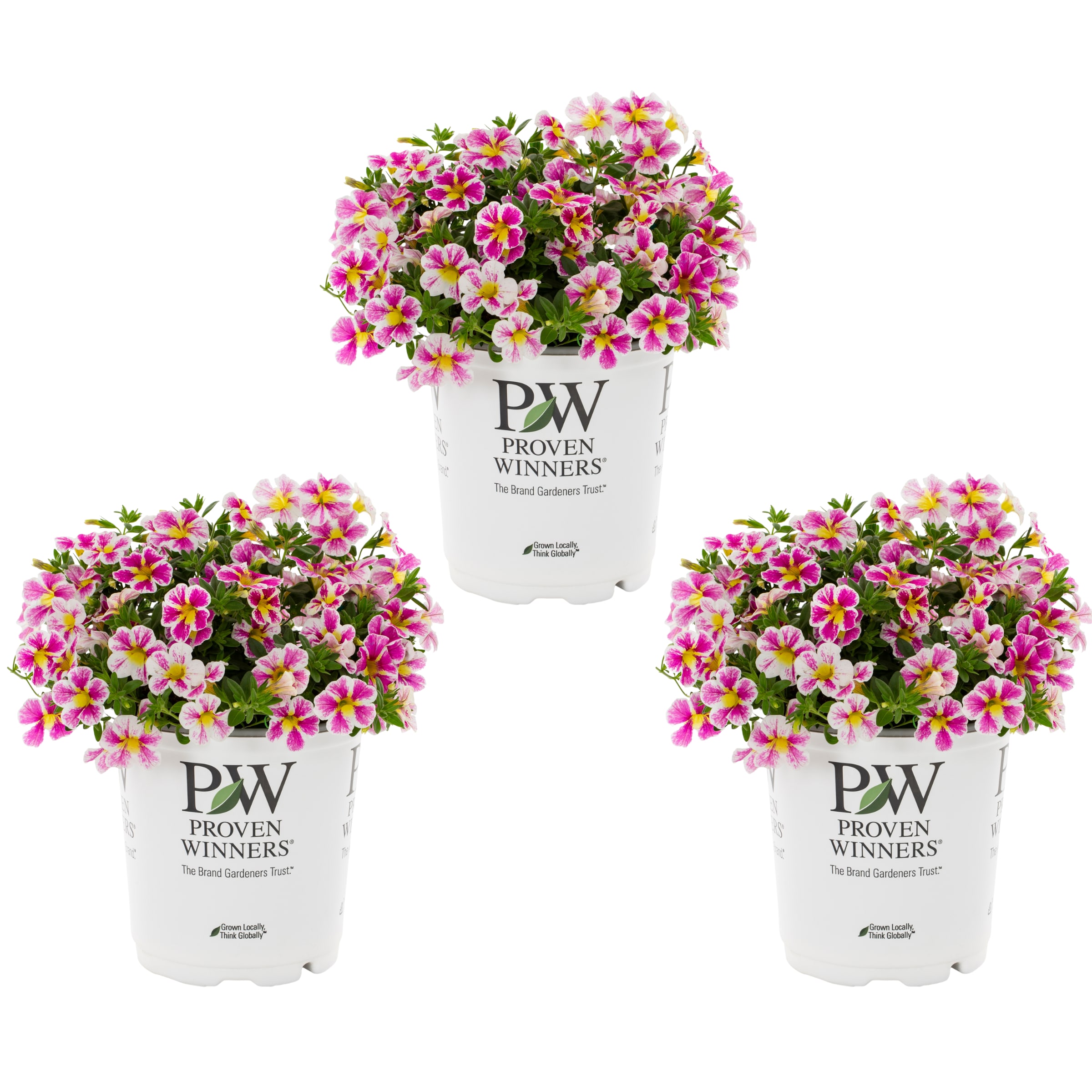 Proven Winners Multicolor Calibrachoa in 2.5-Quart Pot 3-Pack at Lowes.com