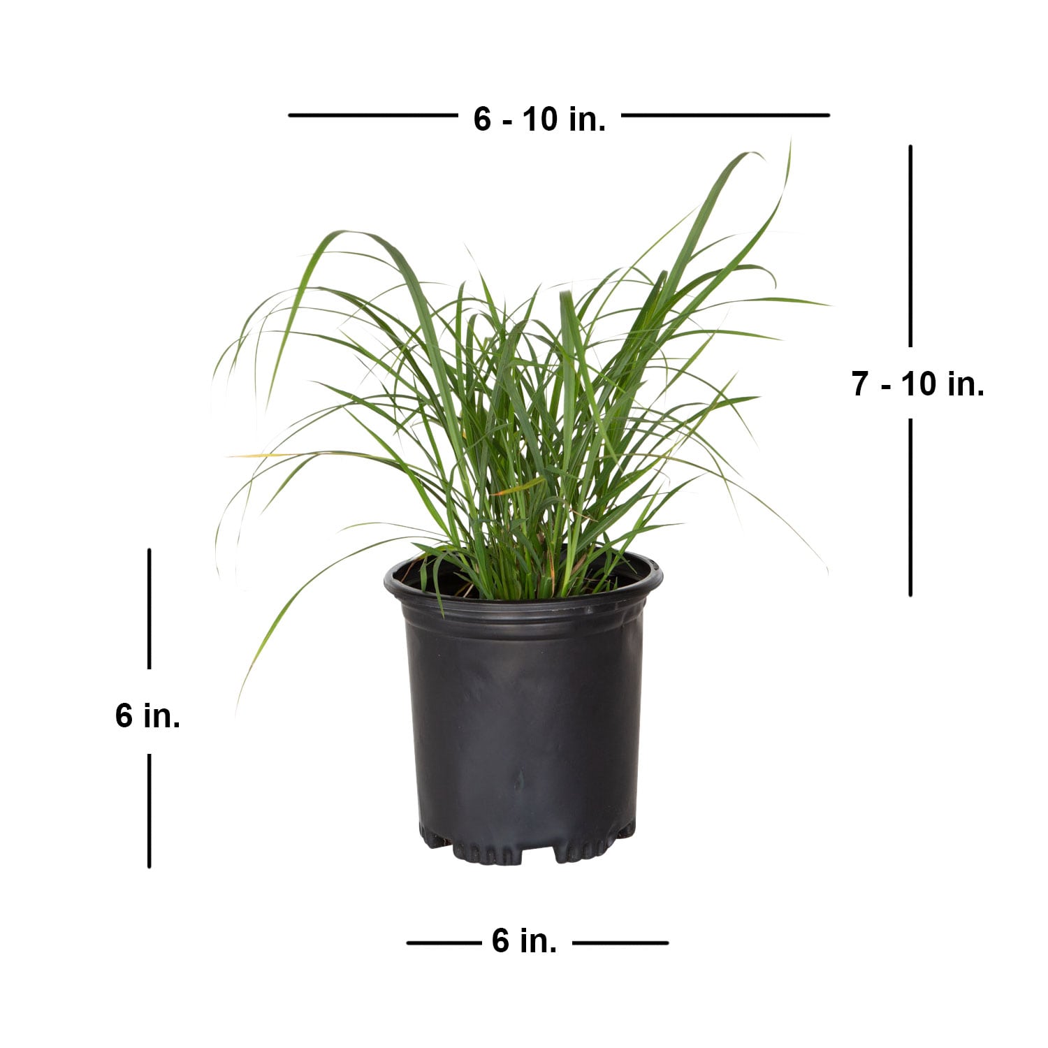 Flowerwood 2190Q-1 Ornamental-Grasses - View #3