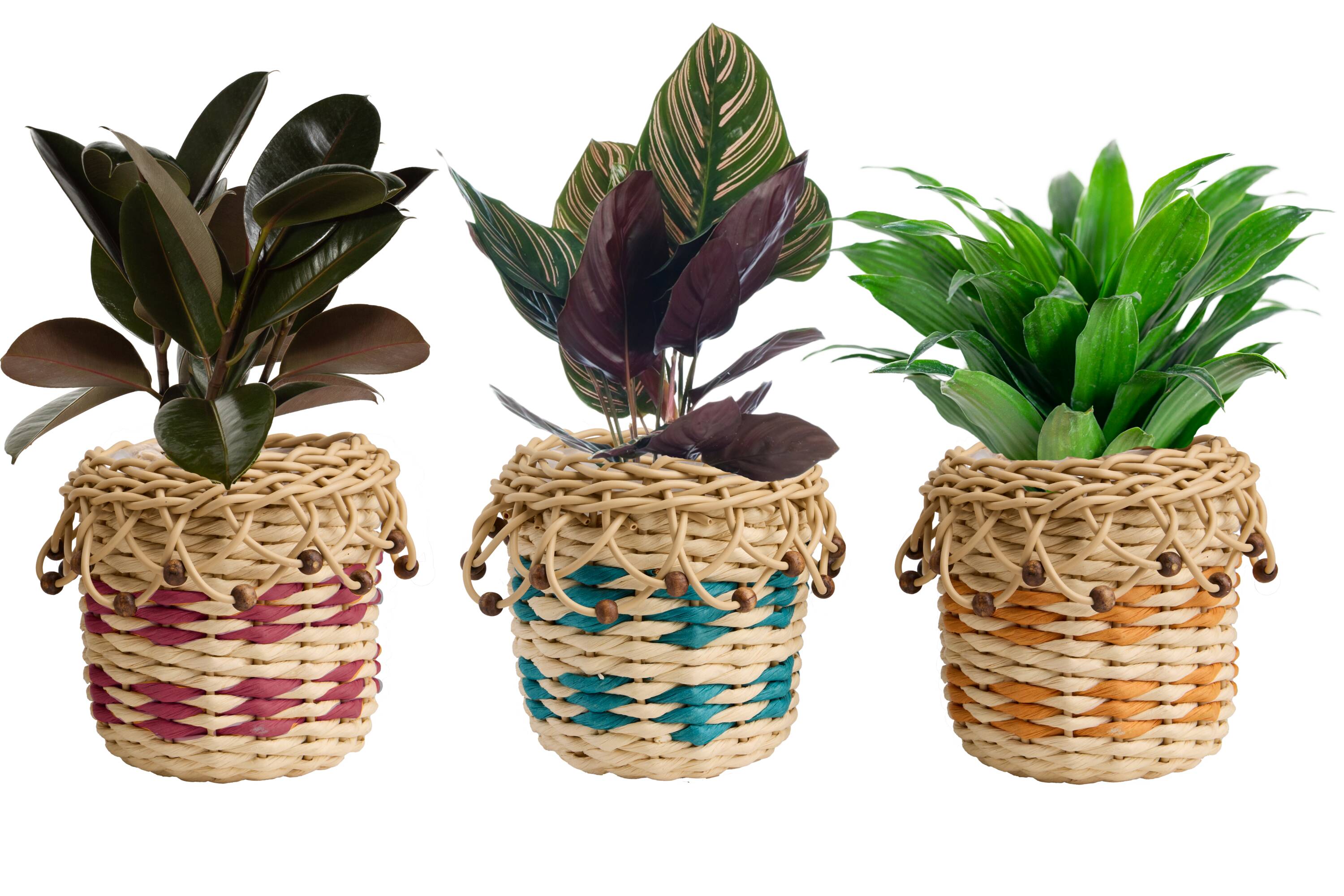 LiveTrends ASB08056 Chinchero House plant in 12 Ounce(s) Pot 1 -Pack