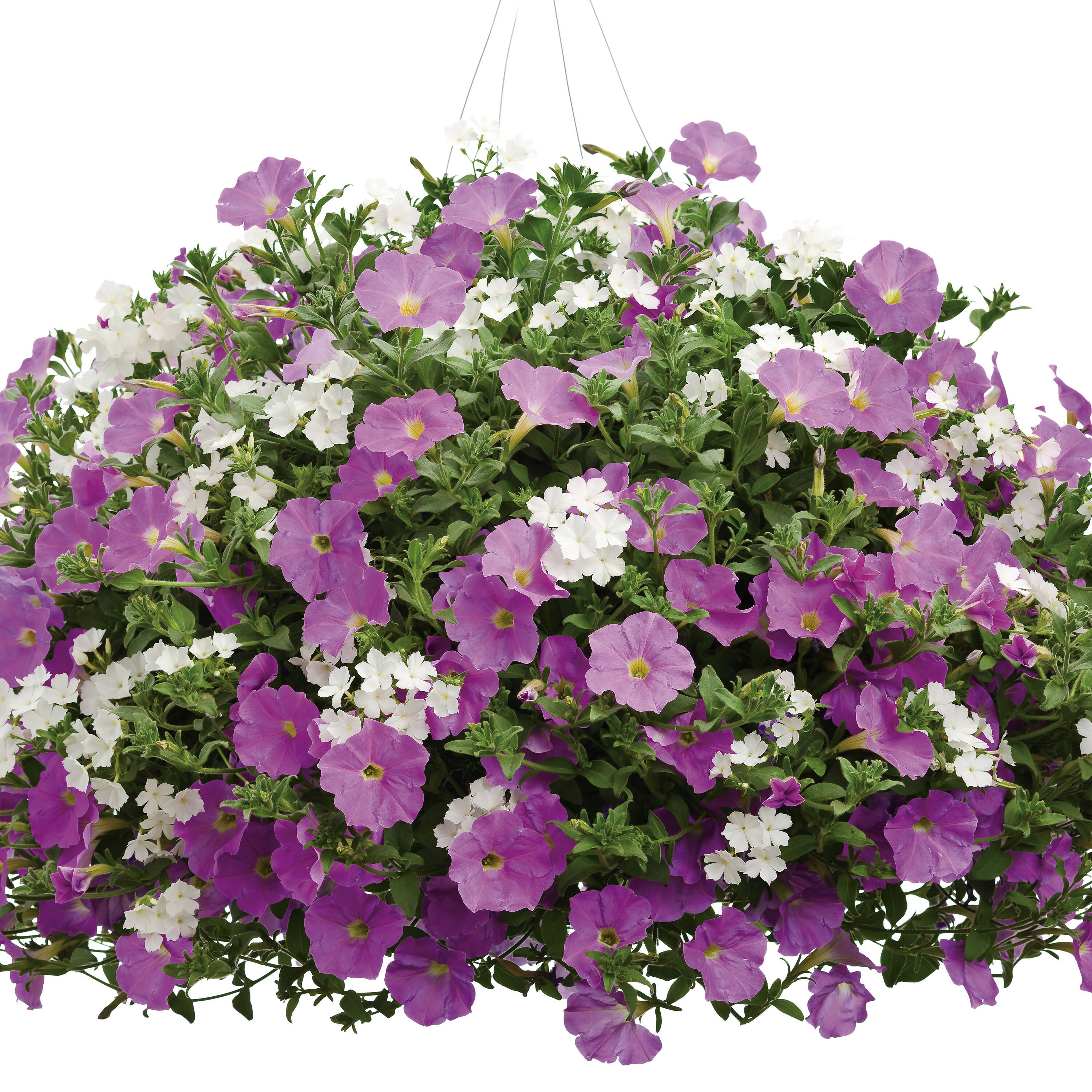 Proven Winners PHLPRW0017504 annuals - View #3