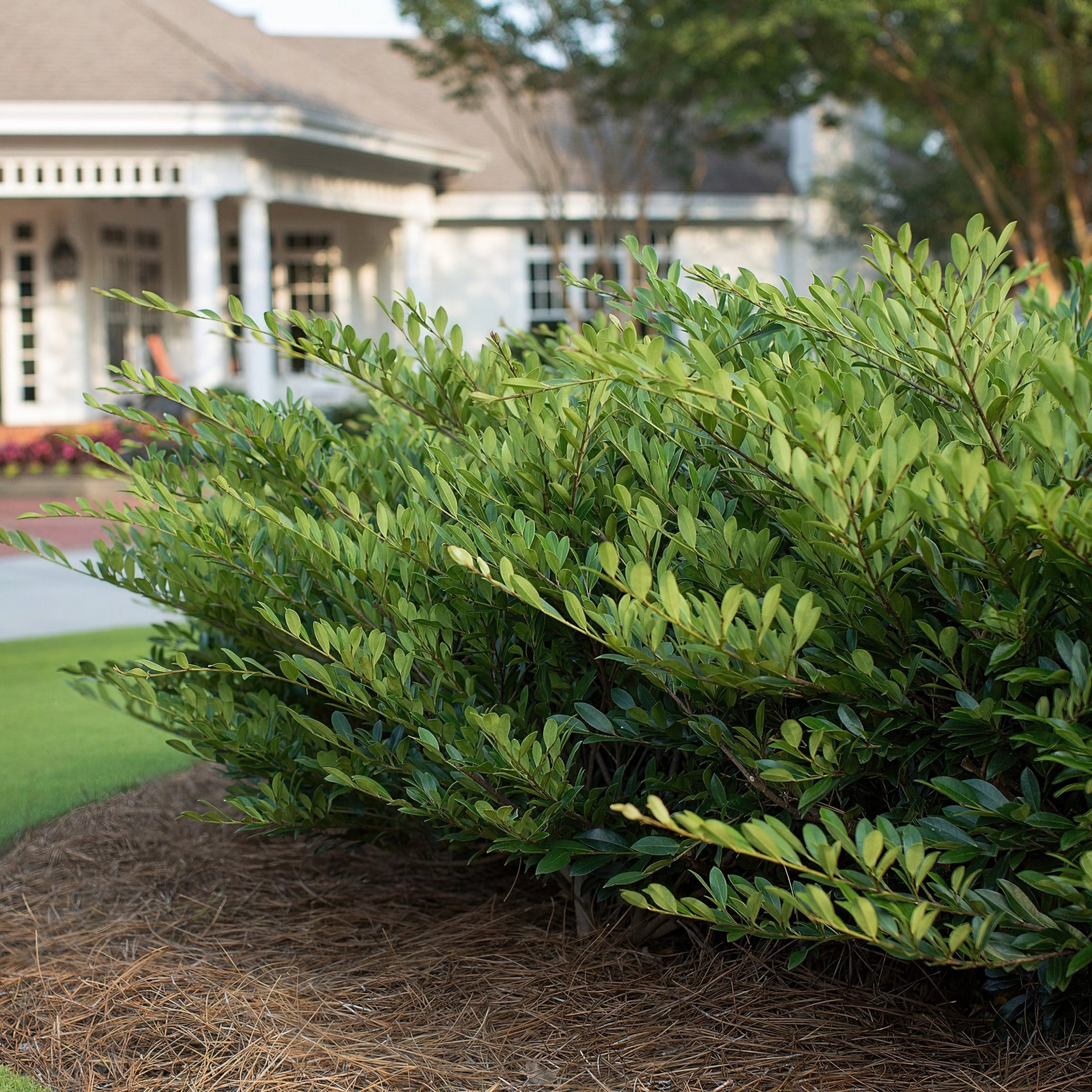 National Plant Network LW2719 shrubs - View #10