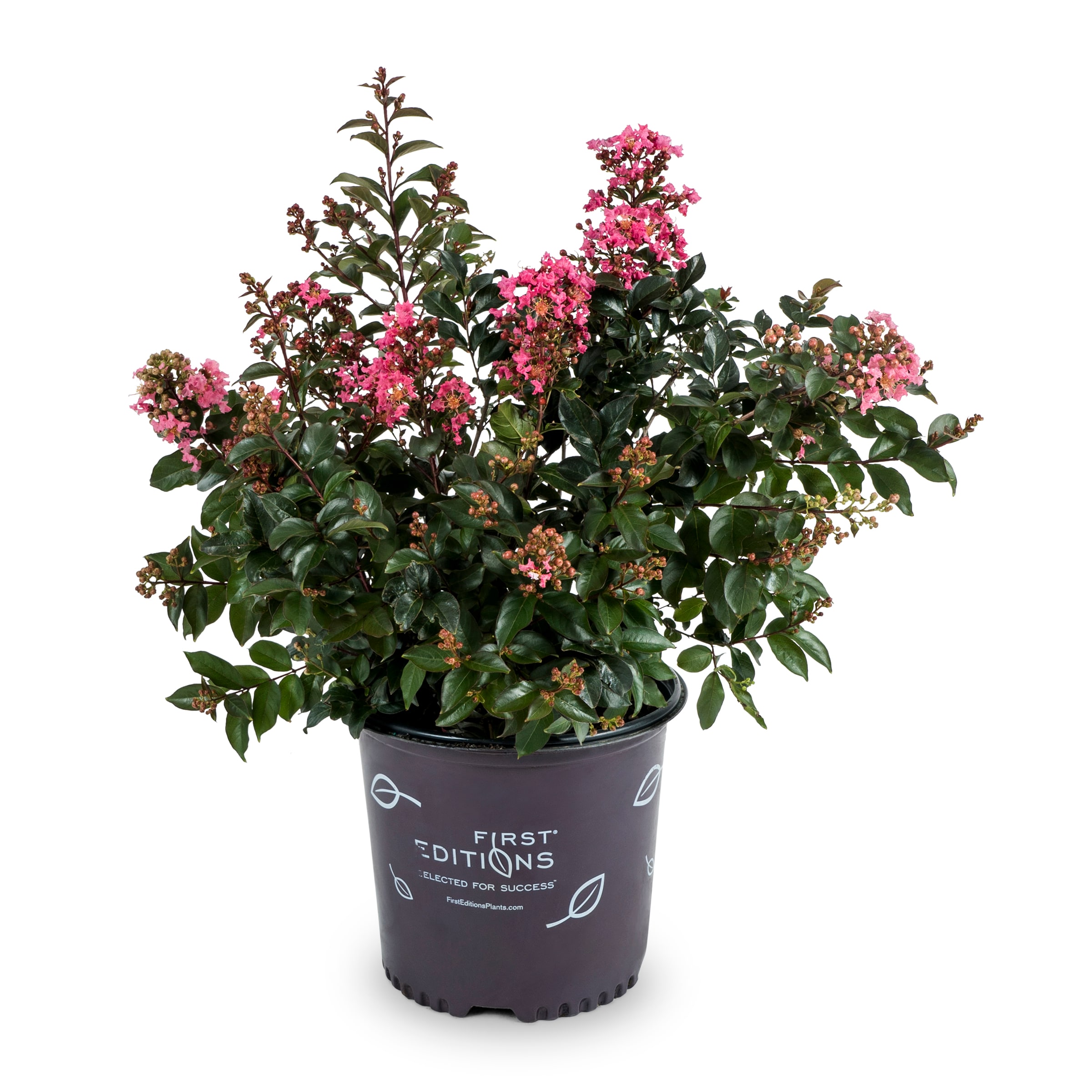 Deer Resistant Midnight Magic™ Crapemyrtle Plants, Bulbs & Seeds At 