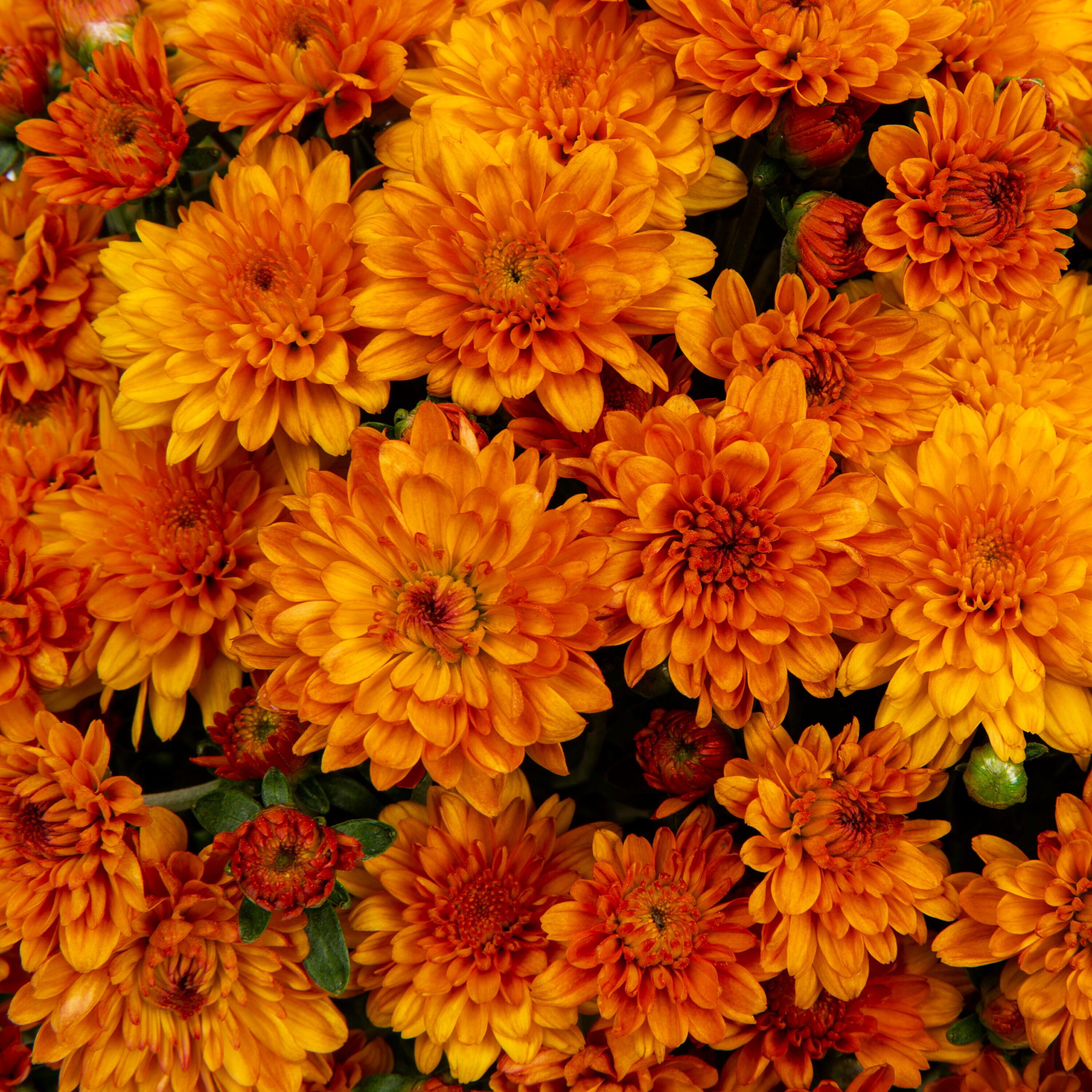 Metrolina Greenhouses Orange Mum in 3-Quart Pot 2-Pack in the Annuals ...