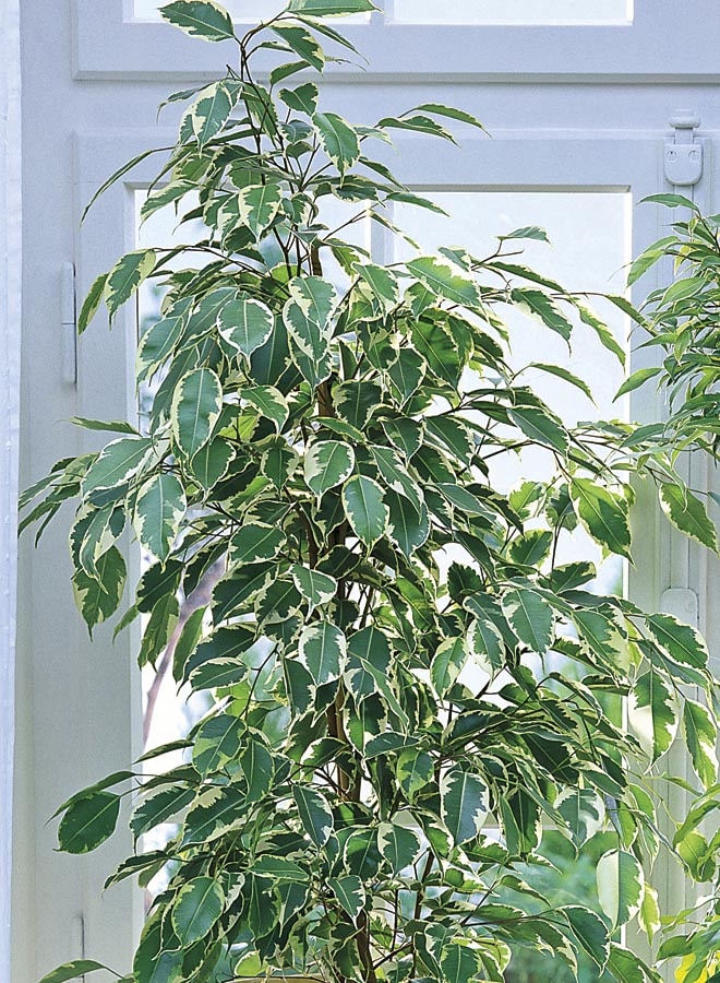 Lowe's 018902305116 Ficus House Plant