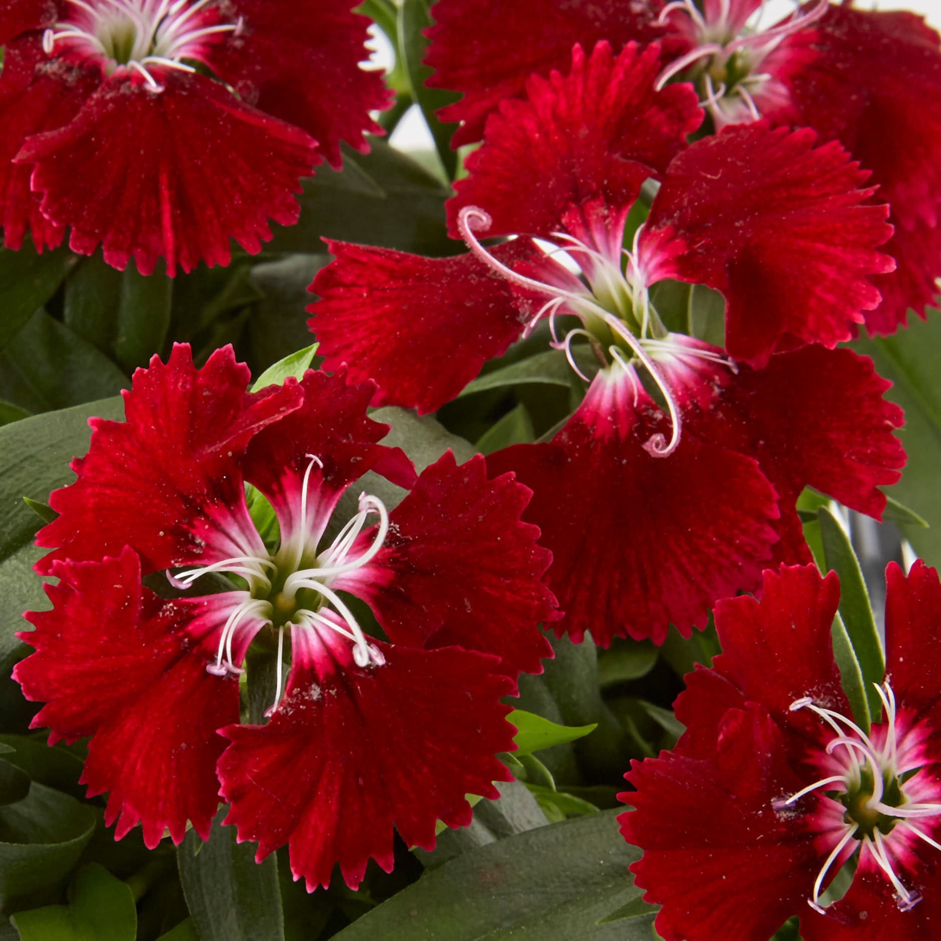 Lowe's NURSERY annuals - View #4