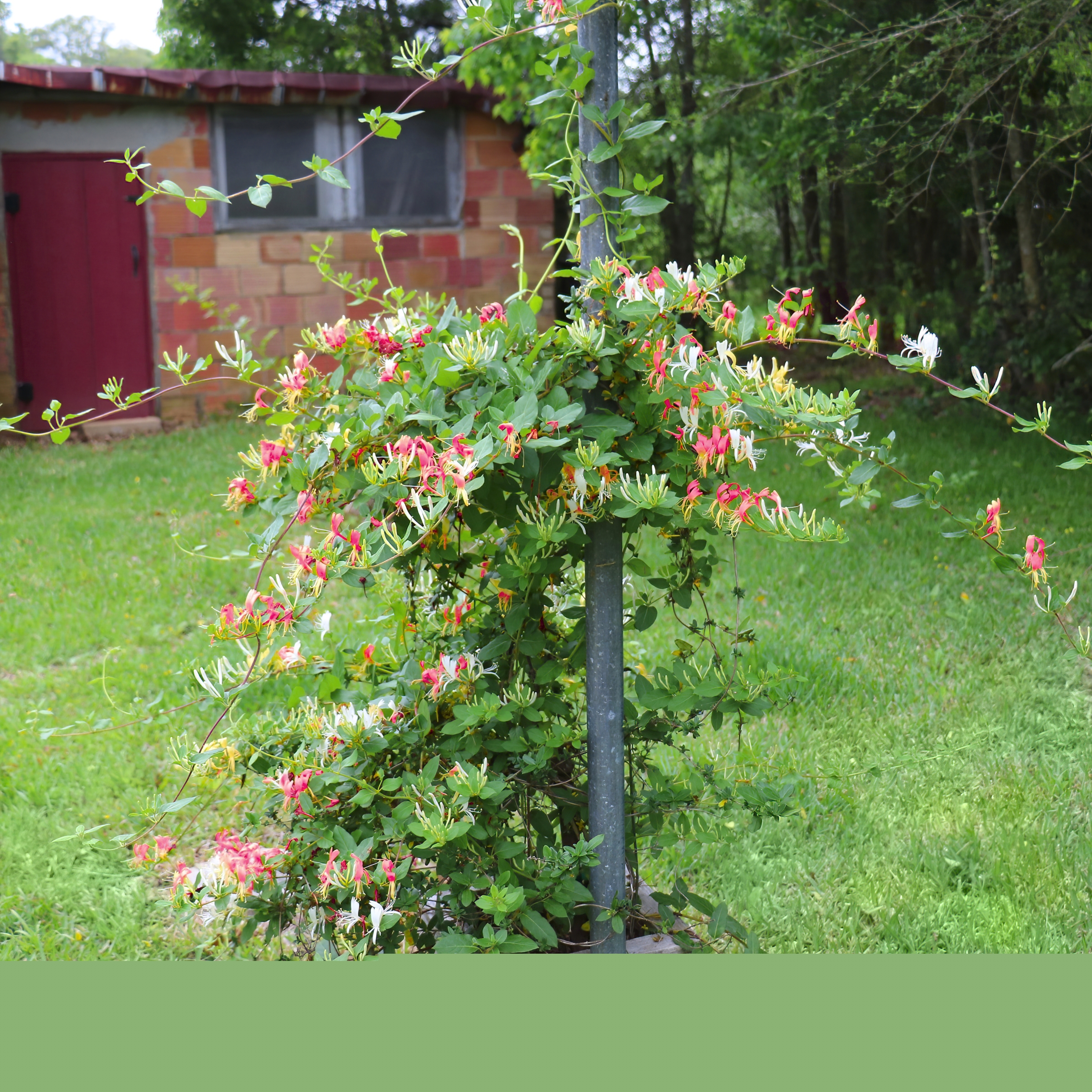 National Plant Network LW1579 Multicolor Peaches Cream Honey suckle Plant in 4 -in Pot 3 -Pack