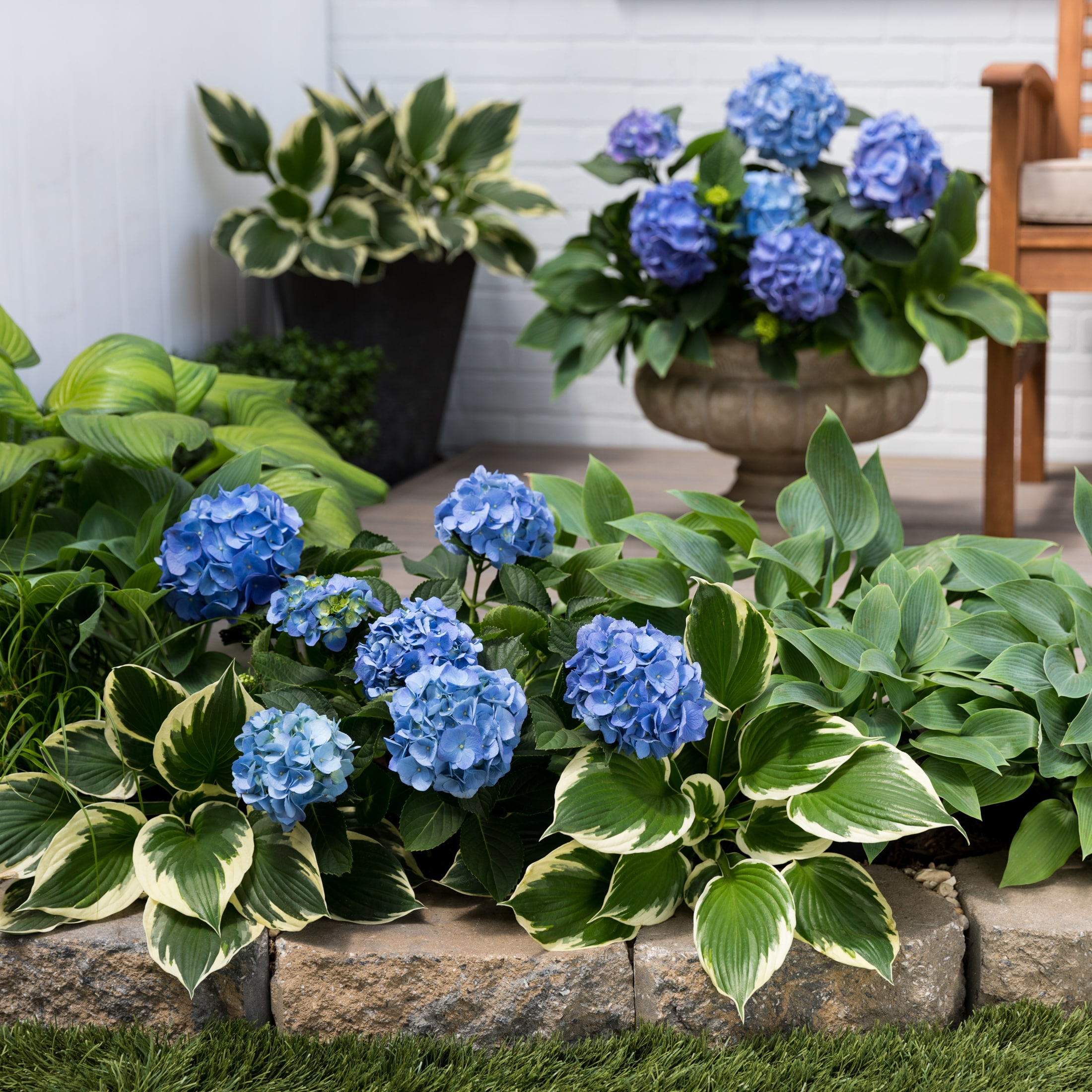 Metrolina Greenhouses Blue Hydrangea Flowering Shrub in 1-Gallon Pot in ...