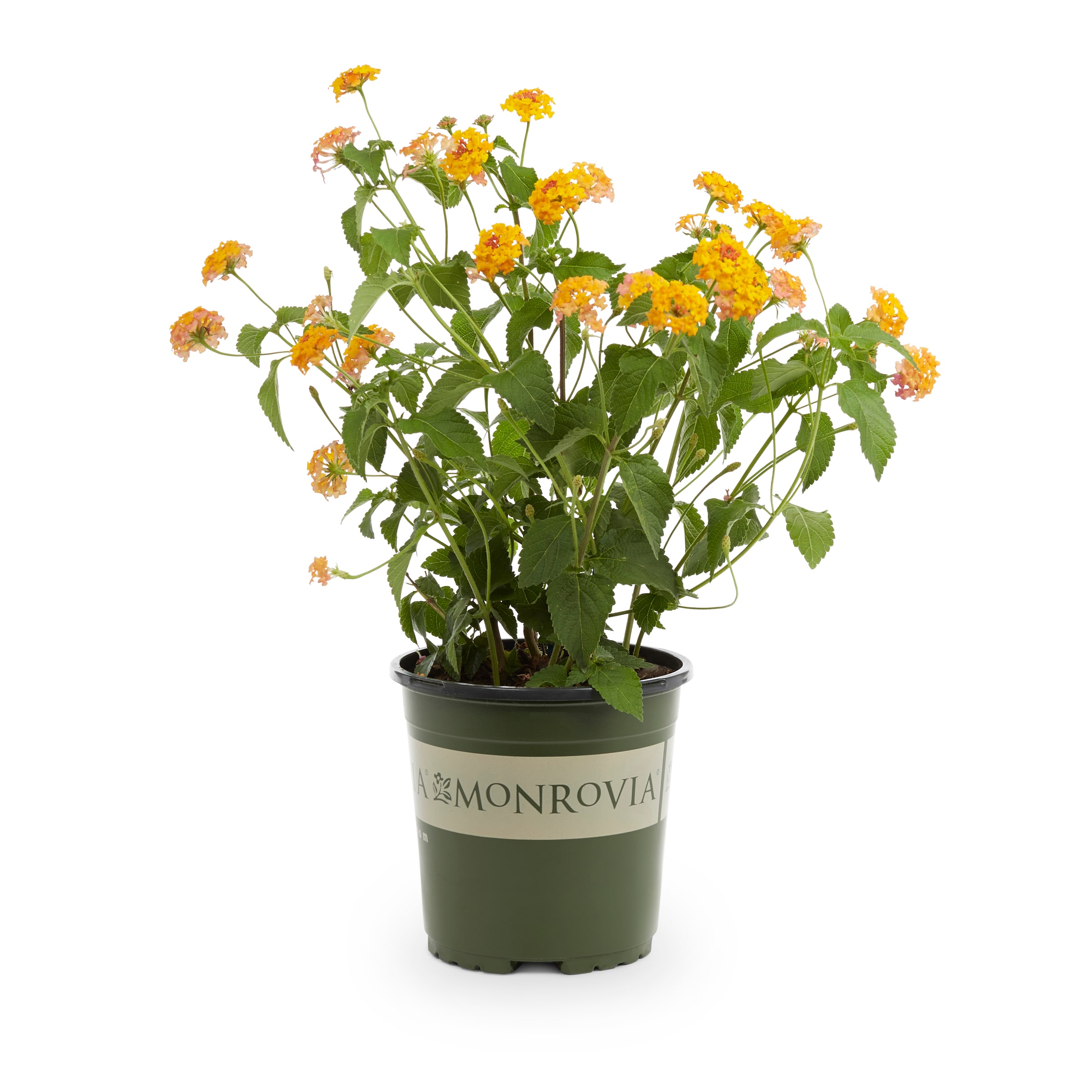 Monrovia NURSERY annuals - View #2