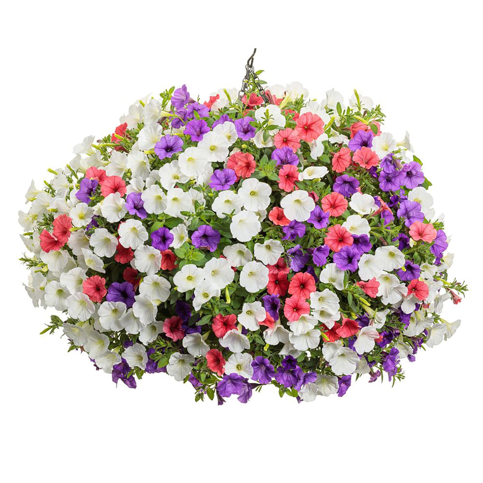 Proven Winners SUPPRW6017504 annuals - View #3