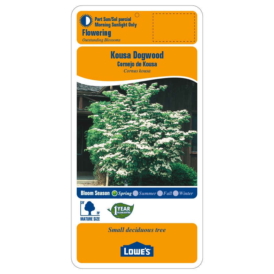 Lowe's 5.5-Gallon (s) White Flowering Kousa Dogwood In Pot (With