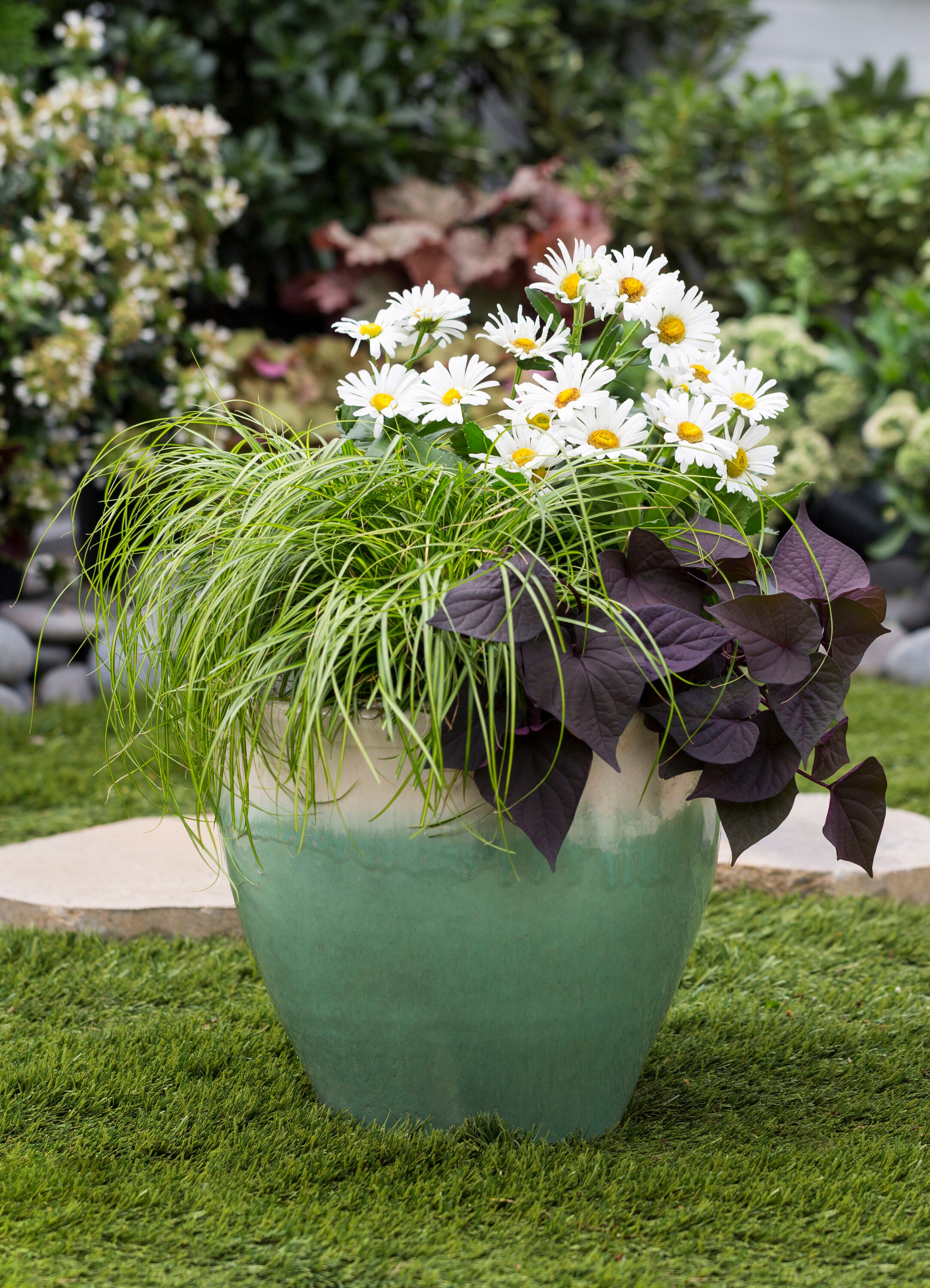 Proven Winners 4566 perennials - View #3