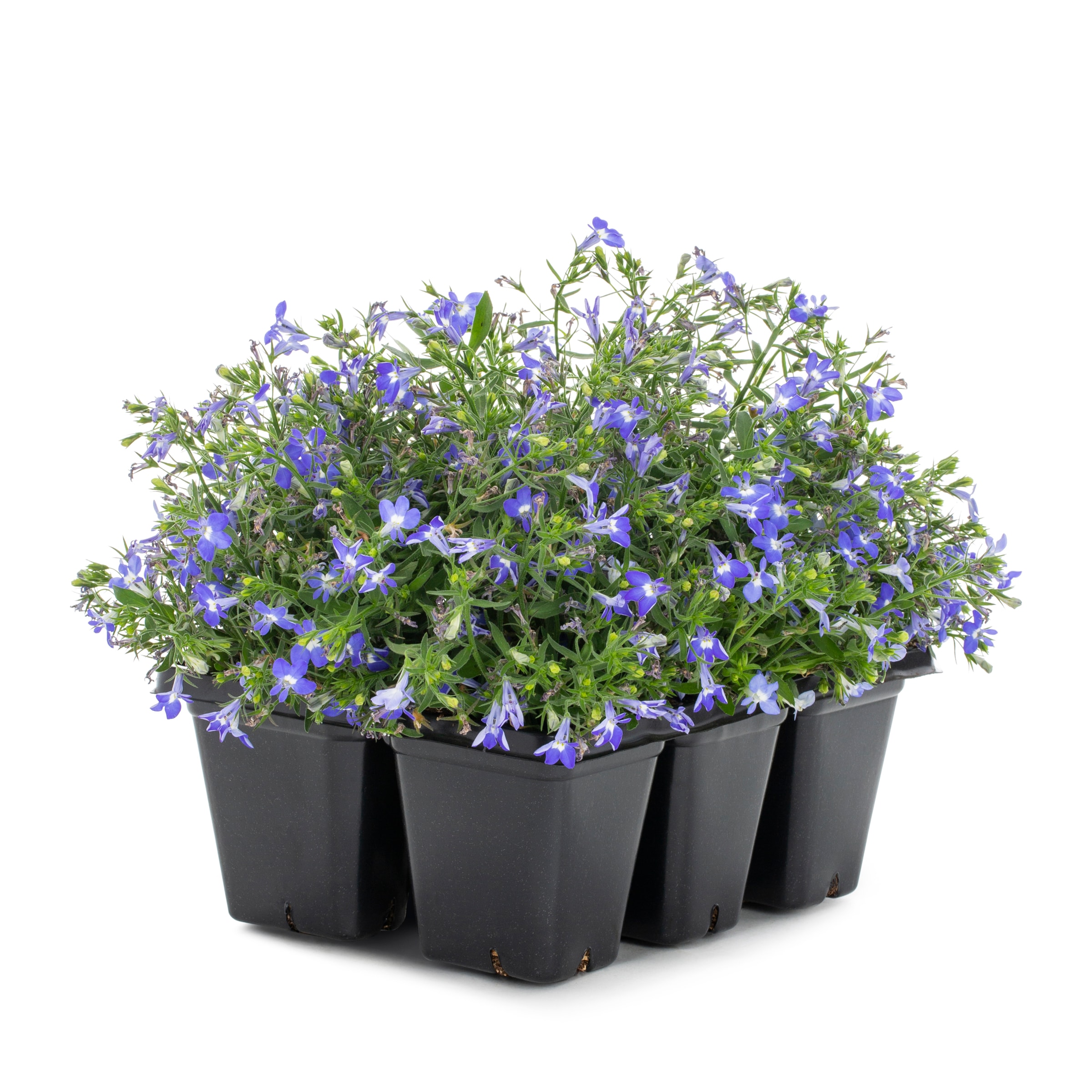Lowe's 93394 Multicolor Lobelia in 6 -Pack Tray 1 -Pack