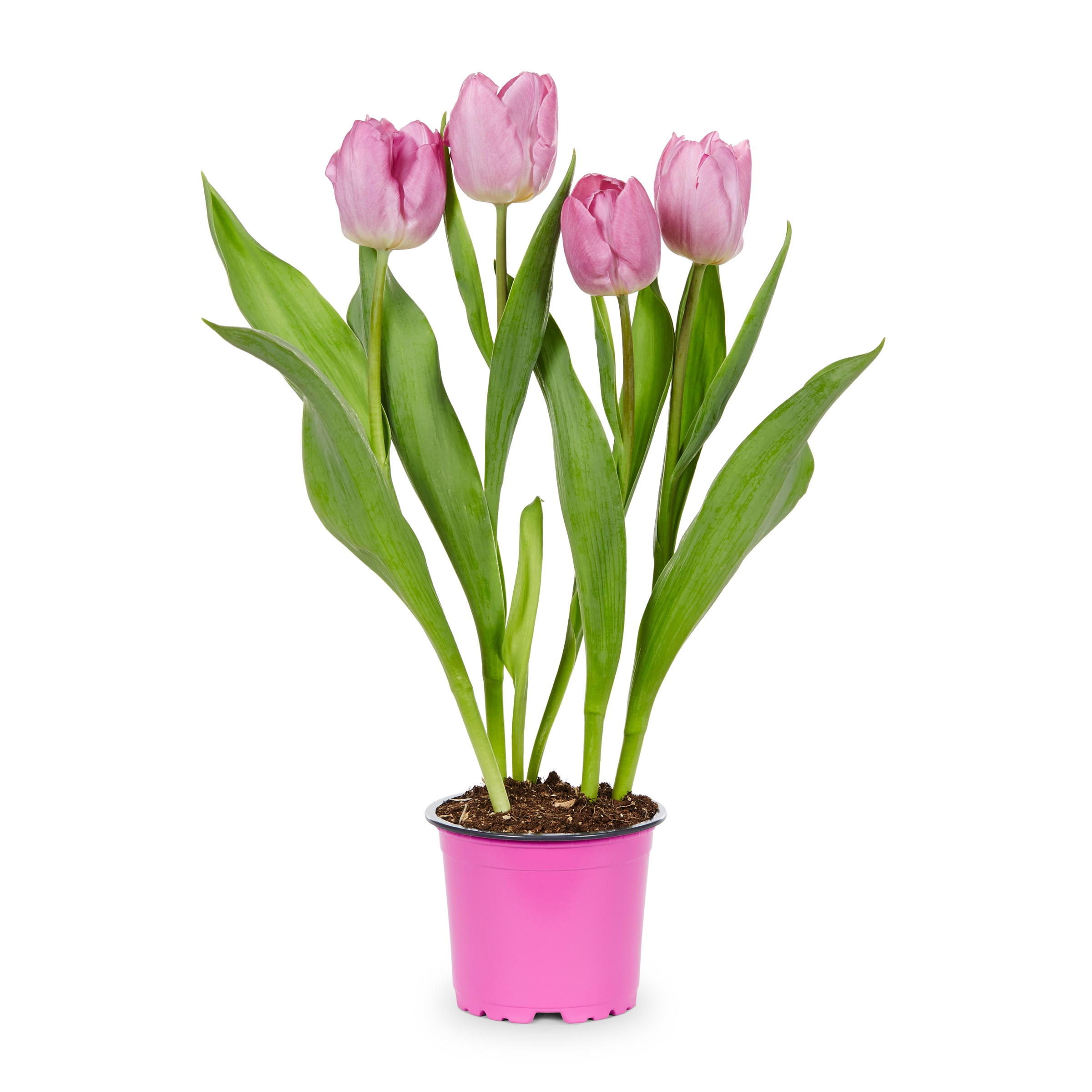 Lowe's Multicolor Tulip in 1-Pint Planter in the Annuals department at ...