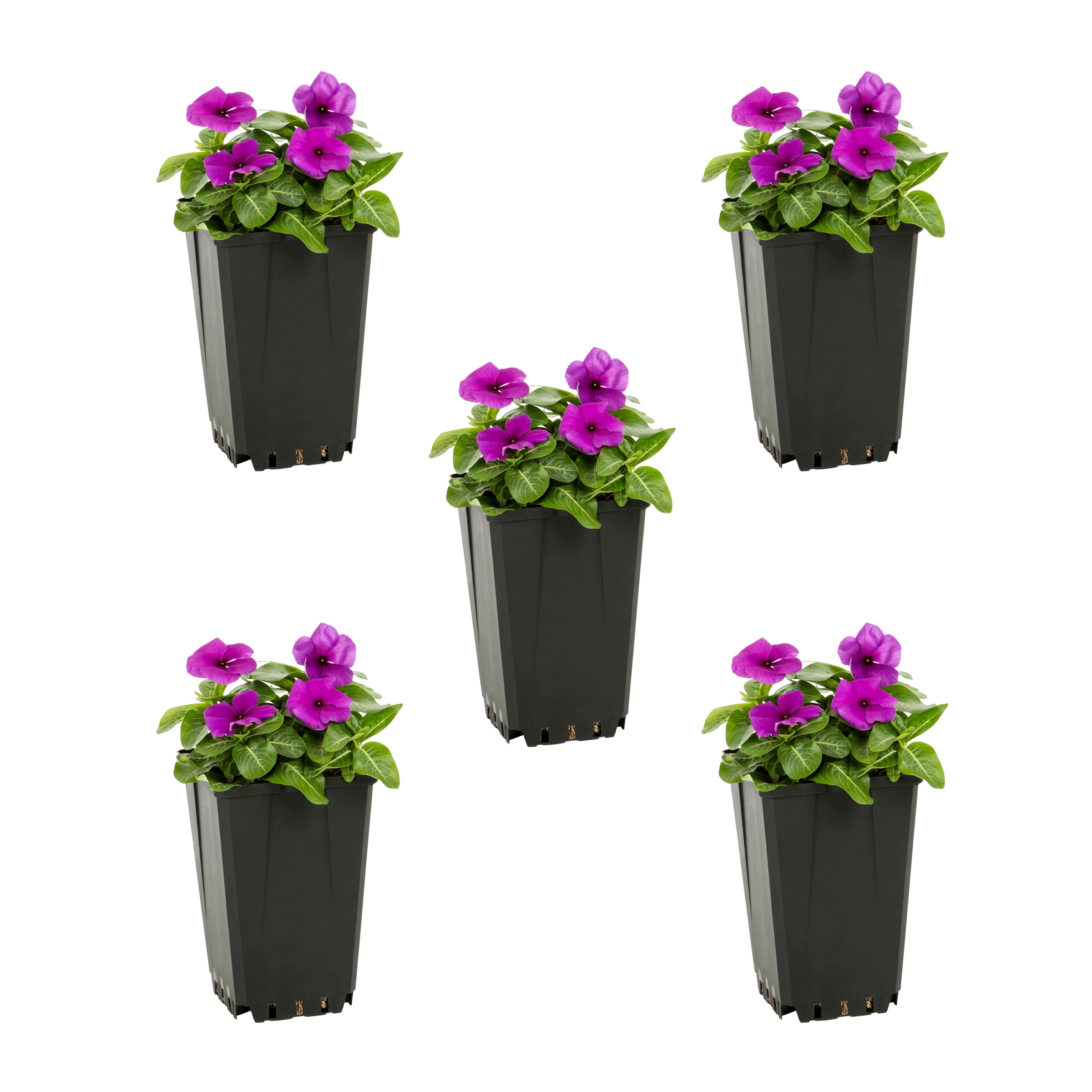 Metrolina Greenhouses 5078 Blue Vinca in 1 Quart(s) Planter 5 -Pack