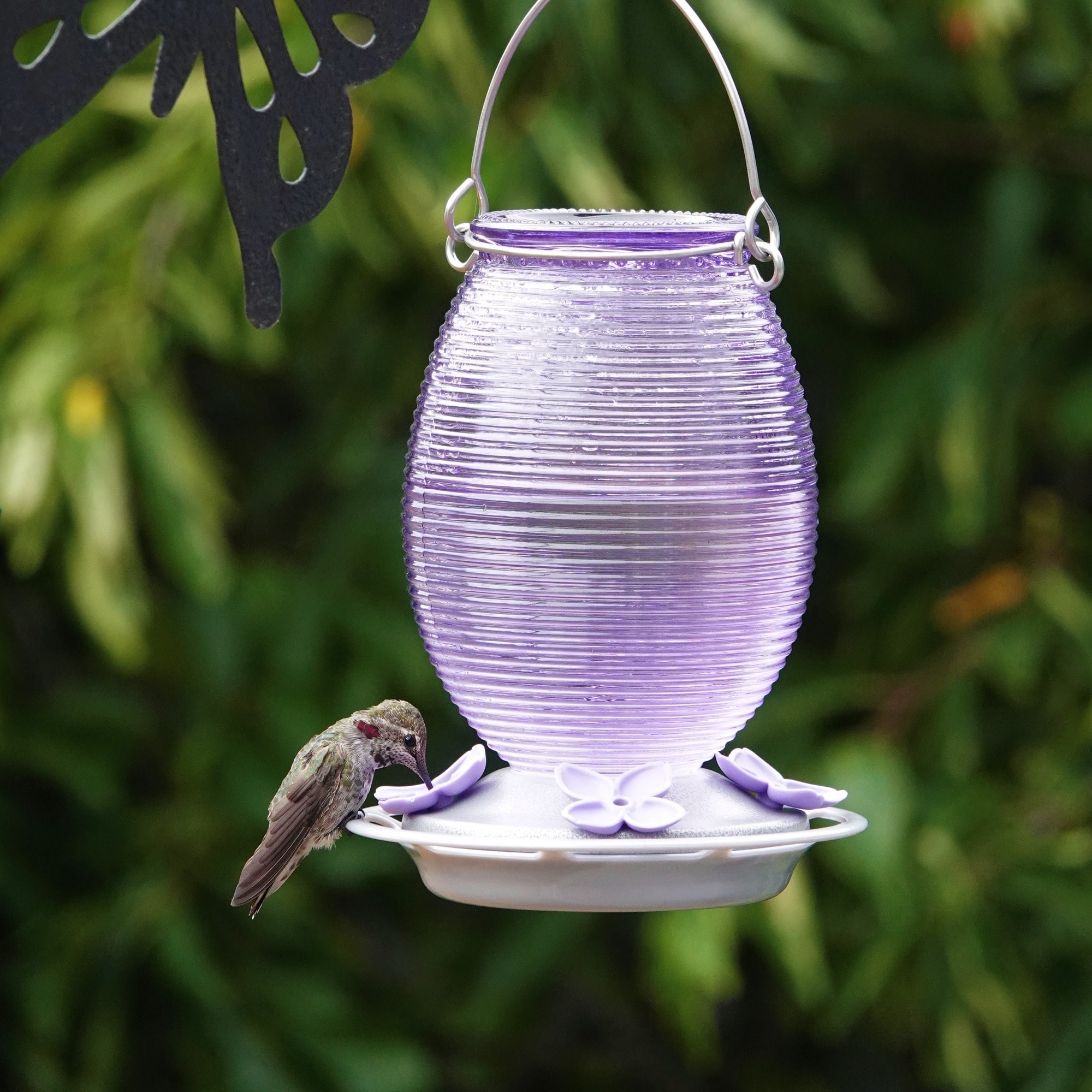 Nature's Way ANTGHF5-IP Bird-Feeders - View #4