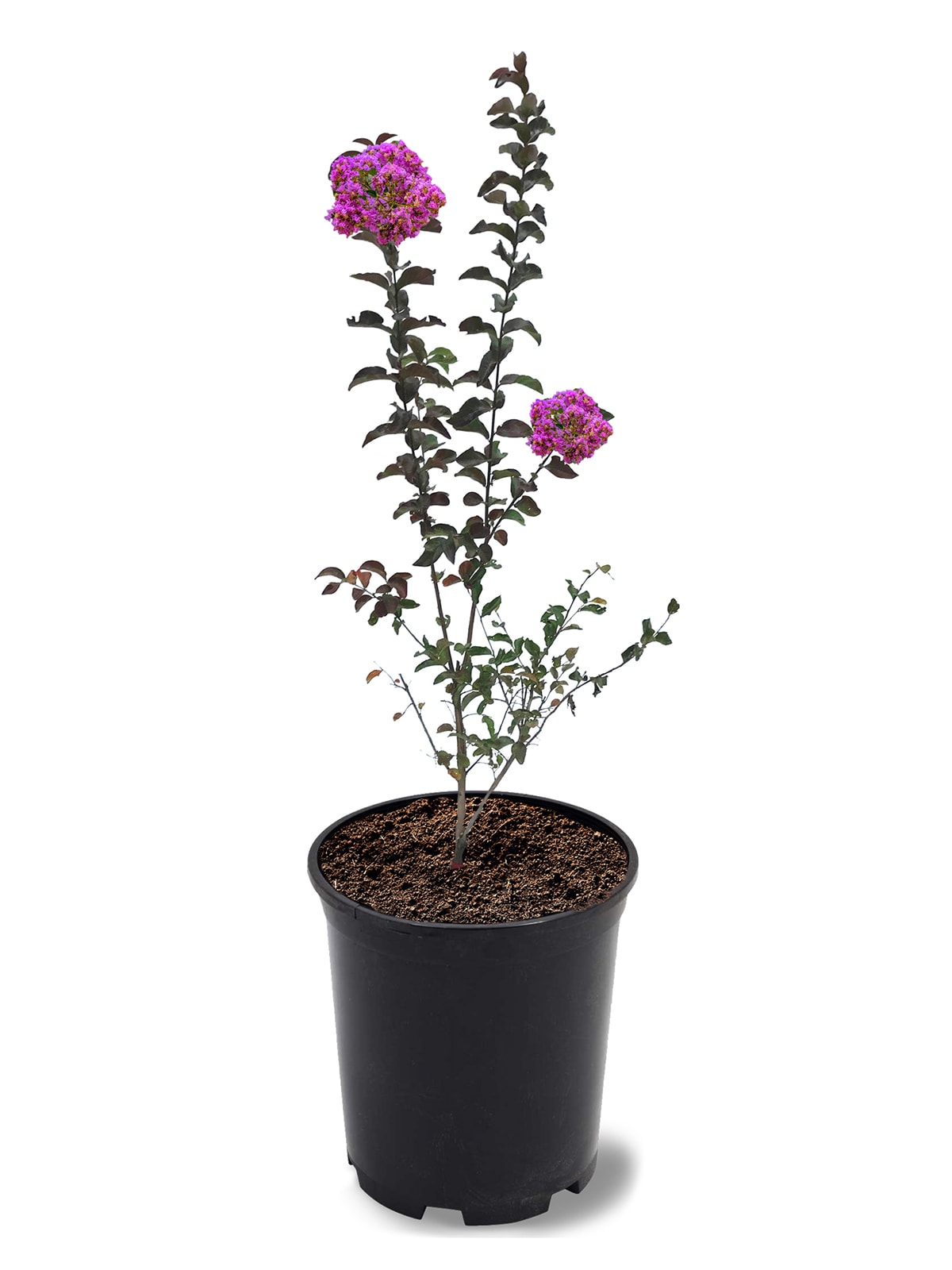 Southern Living CRMMSA01G 1 -Gallon Purple Flowering Miss Sandra Crape Myrtle In pot (with soil)