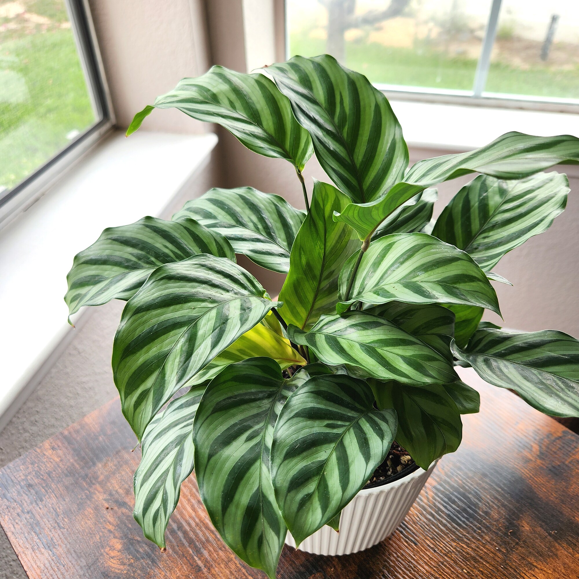 Altman Plants 0873365 hseplants - View #9