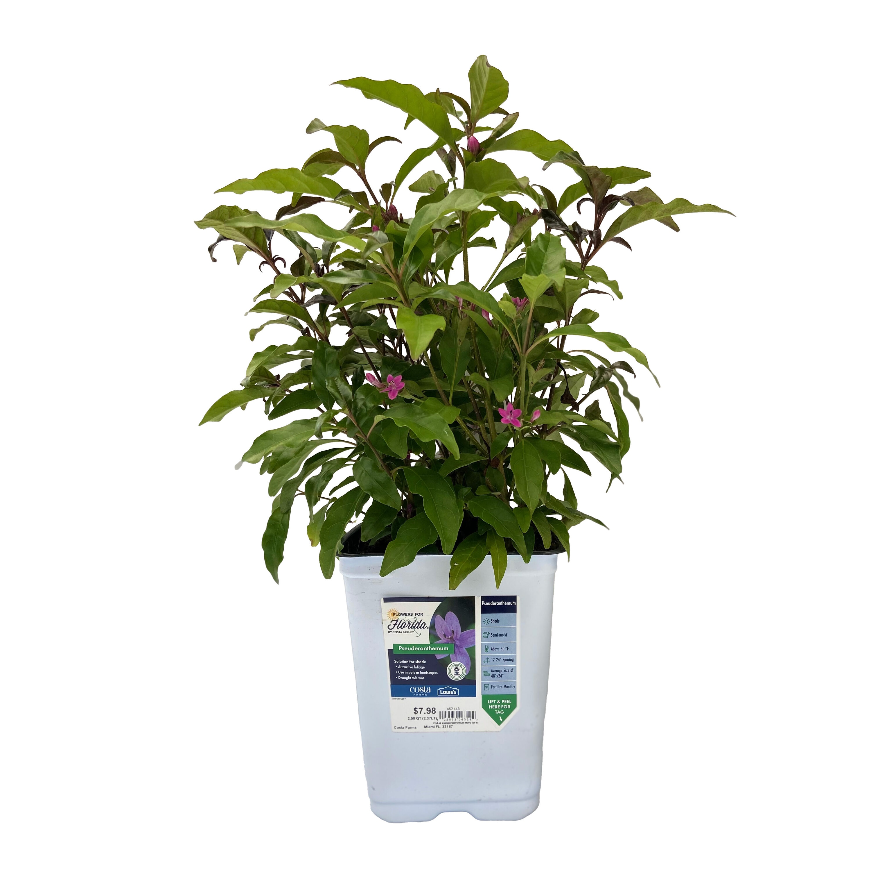 Lowe's NURSERY Purple Shooting Star in 2.50 Quart(s) Pot