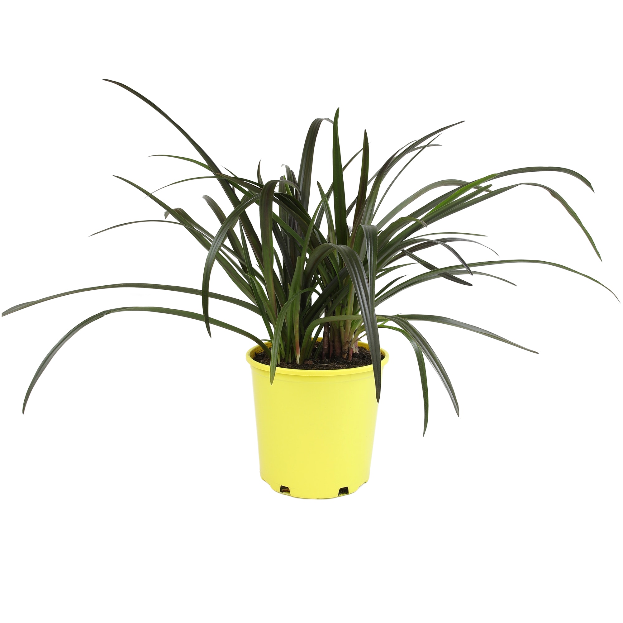 Altman Plants 0873130 Pink Red Bog Lily Crinum Plant in 4 -Quart Planter 1.0 -Pack