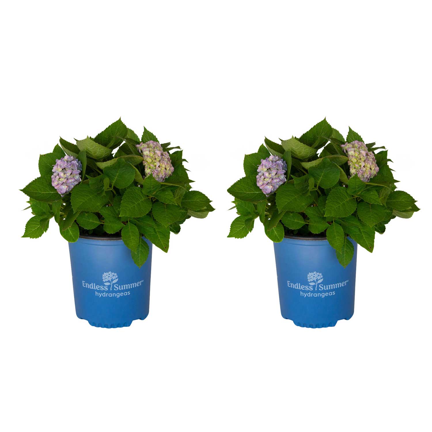 Twist-n-Shout® Reblooming Hydrangea