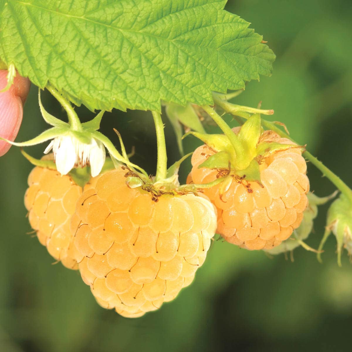 Gurney's Seed and Nursery 90096 Fruit-Plants - View #2