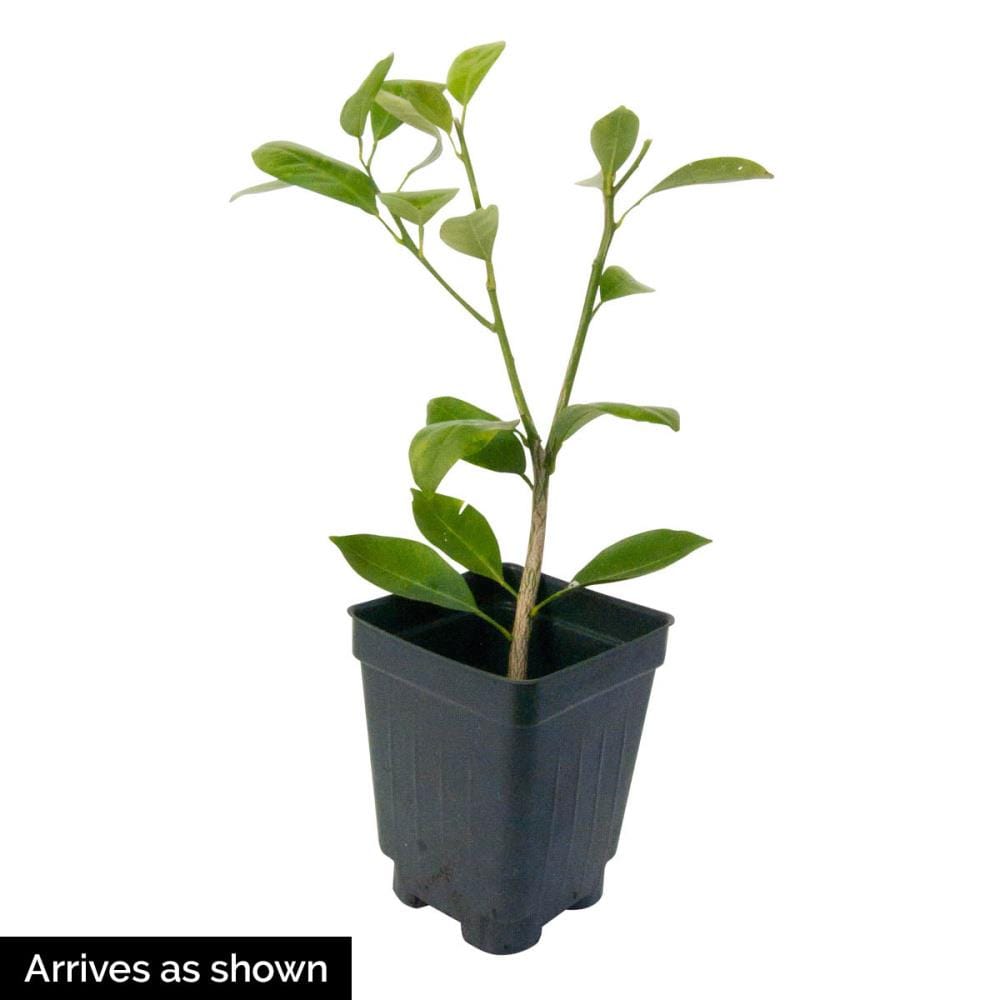 Gardens Alive! Calamondin Dwarf Orange Tree In 3-in Pot At Lowes.com