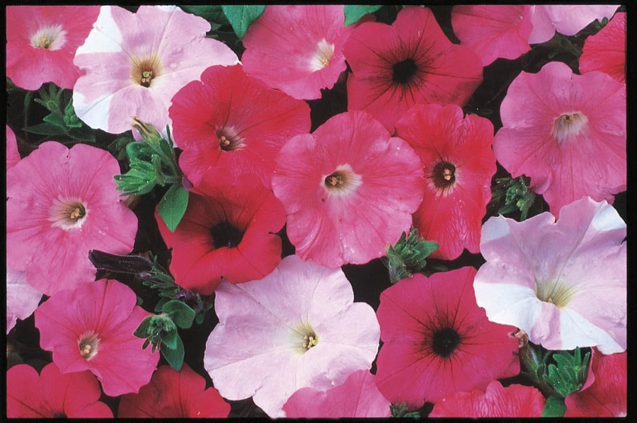 Potunia Petunia Plants, Bulbs & Seeds at Lowes.com