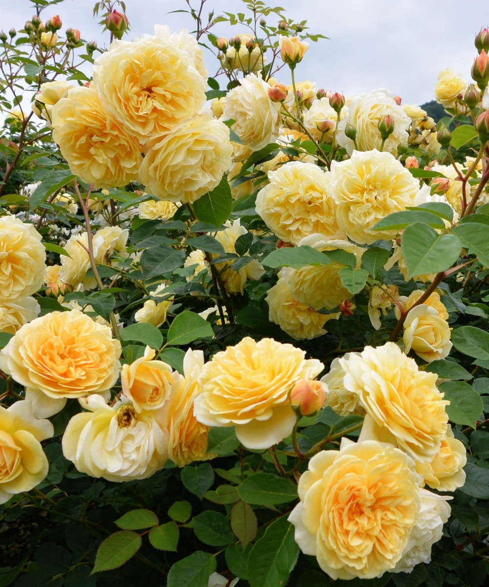 National Plant Network LW1409 roses - View #4