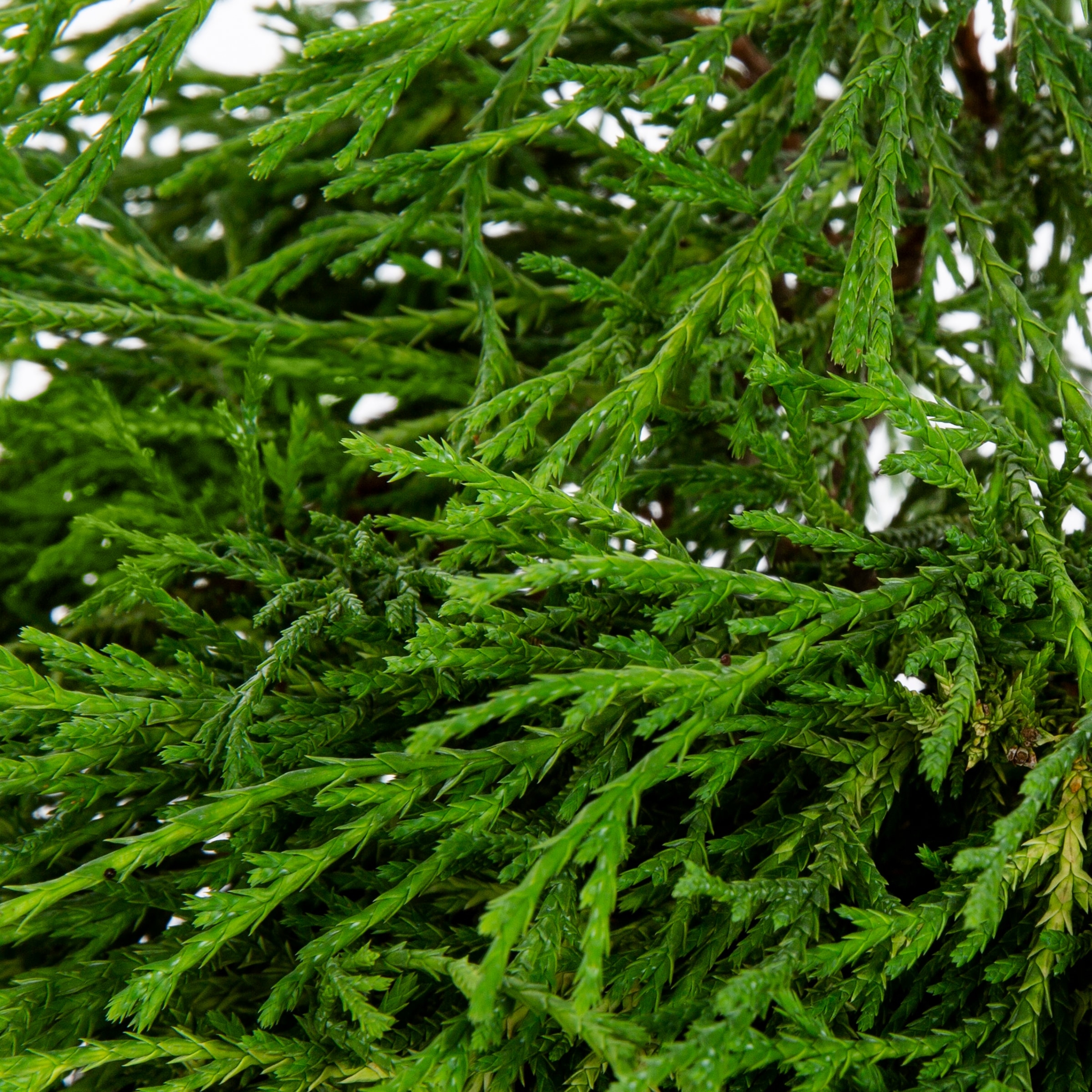  O162102RSBW Fresh-Cut-Christmas-Decorations - View #3